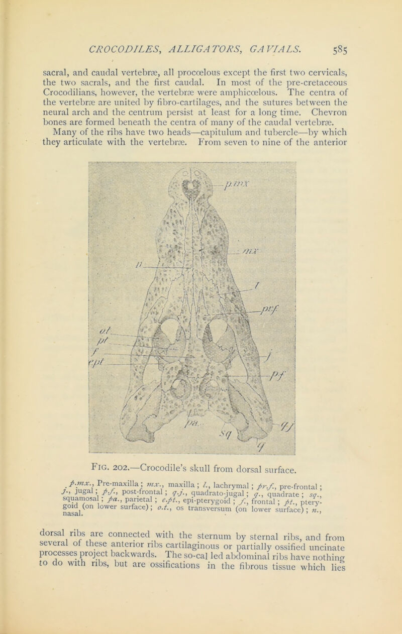 sacral, and caudal vertebrae, all procoelous except the first two cervicals, the two sacrals, and the first caudal. In most of the pre-cretaceous Crocodilians, however, the vertebrae were amphicoelous. The centra of the vertebrae are united by fibro-cartilages, and the sutures between the neural arch and the centrum persist at least for a long time. Chevron bones are formed beneath the centra of many of the caudal vertebrae. Many of the ribs have two heads—capitulum and tubercle—by which they articulate with the vertebrae. From seven to nine of the anterior Fig. 202. Crocodile s skull from dorsal surface. p.mx., Pre-maxilla; in.v., maxilla; lachrymal; pr.f., pre-frontal; J., jugal; p./., post-frontal; q.j., quadrato-jugal ; q., quadrate; sq., ™£w°Sai ’ ^a’’ pa/letF ’ epi-pterygoid ; frontal ; pt., ptery- nasal 00 °Wer SUrface) ; °J'> os transversum (on lower surface); «., dorsal ribs aie connected with the sternum by sternal ribs, and from several ot these anterior ribs cartilaginous or partially ossified uncinate processes project backwards. The so-cal led abdominal ribs have nothing to do with ribs, but are ossifications in the fibrous tissue which lies
