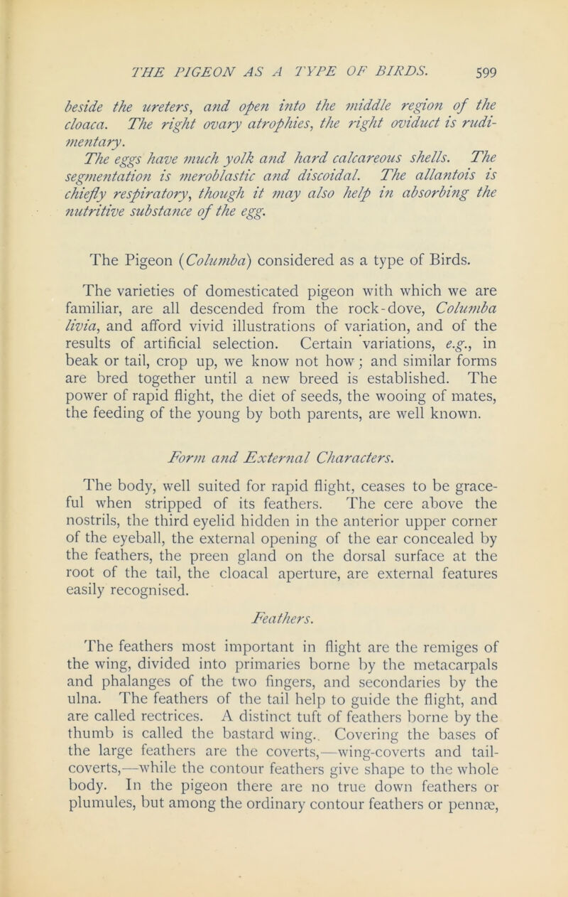 beside the ureters, and ope?i into the middle region of the cloaca. The right ovary atrophies, the right oviduct is rudi- mentary. The eggs have much yolk and hard calcareous shells. The segmentation is meroblastic and discoidal. The allantois is chiefly respiratory, though it may also help in absorbing the nutritive substance of the egg. The Pigeon (Columba) considered as a type of Birds. The varieties of domesticated pigeon with which we are familiar, are all descended from the rock-dove, Columba livia, and afford vivid illustrations of variation, and of the results of artificial selection. Certain variations, e.g., in beak or tail, crop up, we know not how; and similar forms are bred together until a new breed is established. The power of rapid flight, the diet of seeds, the wooing of mates, the feeding of the young by both parents, are well known. Form and External Characters. The body, well suited for rapid flight, ceases to be grace- ful when stripped of its feathers. The cere above the nostrils, the third eyelid hidden in the anterior upper corner of the eyeball, the external opening of the ear concealed by the feathers, the preen gland on the dorsal surface at the root of the tail, the cloacal aperture, are external features easily recognised. Feathers. The feathers most important in flight are the remiges of the wing, divided into primaries borne by the metacarpals and phalanges of the two fingers, and secondaries by the ulna. The feathers of the tail help to guide the flight, and are called rectrices. A distinct tuft of feathers borne by the thumb is called the bastard wing.. Covering the bases of the large feathers are the coverts,—wing-coverts and tail- coverts,—while the contour feathers give shape to the whole body. In the pigeon there are no true down feathers or plumules, but among the ordinary contour feathers or pennae,