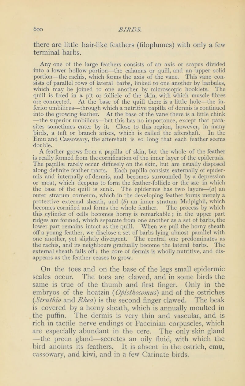 there are little hair-like feathers (filoplumes) with only a few terminal barbs. Any one of the large feathers consists of an axis or scapus divided into a lower hollow portion—the calamus or quill, and an upper solid portion— the rachis, which forms the axis of the vane. This vane con- sists of parallel rows of lateral barbs, linked to one another by barbules, which may be joined to one another by microscopic hooklets. The quill is fixed in a pit or follicle of the skin, with which muscle fibres are connected. At the base of the quill there is a little hole—the in- ferior umbilicus—through which a nutritive papilla of dermis is continued into the growing feather. At the base of the vane there is a little chink —the superior umbilicus—but this has no importance, except that para- sites sometimes enter by it. Close to this region, however, in many birds, a tuft or branch arises, which is called the aftershaft. In the Emu and Cassowary, the aftershaft is so long that each feather seems double. A feather grows from a papilla of skin, but the whole of the feather is really formed from the cornification of the inner layer of the epidermis. The papillae rarely occur diffusely on the skin, but are usually disposed along definite feather-tracts. Each papilla consists externally of epider- mis and internally of dermis, and becomes surrounded by a depression or moat, which deepens to form the feather-follicle or the sac in which the base of the quill is sunk. The epidermis has two layers—[a) an outer stratum corneum, which in the developing feather forms merely a protective external sheath, and (b) an inner stratum Malpighii, which becomes cornified and forms the whole feather. The process by which this cylinder of cells becomes horny is remarkable ; in the upper part ridges are formed, which separate from one another as a set of barbs, the lower part remains intact as the quill. When we pull the horny sheath off a young feather, we disclose a set of barbs lying almost parallel with one another, yet slightly divergent. The central one predominates as the rachis, and its neighbours gradually become the lateral barbs. The external sheath falls off; the core of dermis is wholly nutritive, and dis- appears as the feather ceases to grow. On the toes and on the base of the legs small epidermic scales occur. The toes are clawed, and in some birds the same is true of the thumb and first finger. Only in the embryos of the hoatzin (Opisthoco?mis) and of the ostriches (Struthio and Rhea) is the second finger clawed. The beak is covered by a horny sheath, which is annually moulted in the puffin. The dermis is very thin and vascular, and is rich in tactile nerve endings or Paccinian corpuscles, which are especially abundant in the cere. The only skin gland —the preen gland—secretes an oily fluid, with which the bird anoints its feathers. It is absent in the ostrich, emu, cassowary, and kiwi, and in a few Carinate birds.