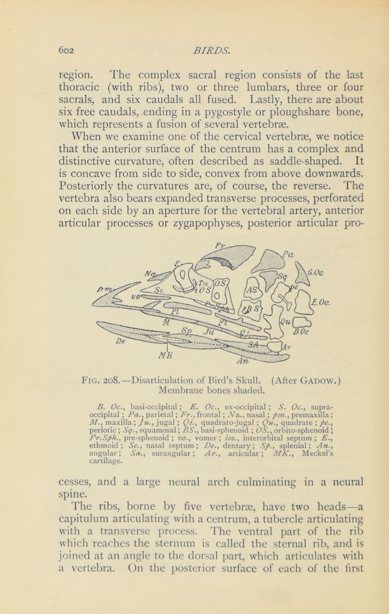 region. The complex sacral region consists of the last thoracic (with ribs), two or three lumbars, three or four sacrals, and six caudals all fused. Lastly, there are about six free caudals, ending in a pygostyle or ploughshare bone, which represents a fusion of several vertebras. When we examine one of the cervical vertebrae, we notice that the anterior surface of the centrum has a complex and distinctive curvature, often described as saddle-shaped. It is concave from side to side, convex from above downwards. Posteriorly the curvatures are, of course, the reverse. The vertebra also bears expanded transverse processes, perforated on each side by an aperture for the vertebral artery, anterior articular processes or zygapophyses, posterior articular pro- Fig. 208.—Disarticulation of Bird’s Skull. (After Gadow.) Membrane bones shaded. B. Oc., basi-occipital; E. Oc., ex-occipital ; .S'. Oc., supra - occipital; Pa., parietal; Fr., frontal; Nr., nasal; fim., premaxilla; M., maxilla; Ju., jugal; Qj., quadrato-jugal ; Qu., quadrate ; fie., periotic ; Sq., squamosal; BS., basi-sphenoid ; OS., orbito-sphenoid \ Pr.Sfih., pre-sphenoid ; vo., vomer; ios., interorbital septum; E., ethmoid; Se., nasal septum; Be., dentary; Sfi., splenial; An., angular; Sa., surangular; Ar., articular; MK., Meckel’s cartilage. cesses, and a large neural arch culminating in a neural spine. The ribs, borne by five vertebras, have two heads—a capitulum articulating with a centrum, a tubercle articulating with a transverse process. The ventral part of the rib which reaches the sternum is called the sternal rib, and is joined at an angle to the dorsal part, which articulates with a vertebra. On the posterior surface of each of the first