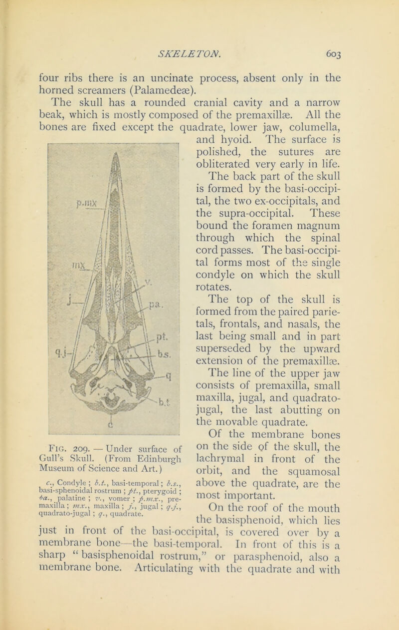 four ribs there is an uncinate process, absent only in the horned screamers (Palamedeae). The skull has a rounded cranial cavity and a narrow beak, which is mostly composed of the premaxillae. All the bones are fixed except the quadrate, lower jaw, columella, and hyoid. The surface is polished, the sutures are obliterated very early in life. The back part of the skull is formed by the basi-occipi- tal, the two ex-occipitals, and the supra-occipital. These bound the foramen magnum through which the spinal cord passes. The basi-occipi- tal forms most of the single condyle on which the skull rotates. The top of the skull is formed from the paired parie- tals, frontals, and nasals, the last being small and in part superseded by the upward extension of the premaxillae. The line of the upper jaw consists of premaxilla, small maxilla, jugal, and quadrato- jugal, the last abutting on the movable quadrate. Of the membrane bones on the side of the skull, the lachrymal in front of the orbit, and the squamosal above the quadrate, are the most important. On the roof of the mouth the basisphenoid, which lies just in front of the basi-occipital, is covered over by a membrane bone—the basi-temporal. In front of this is a sharp “ basisphenoidal rostrum,” or parasphenoid, also a membrane bone. Articulating with the quadrate and with Fig. 209.—Under surface of Gull’s Skull. (From Edinburgh Museum of Science and Art.) c., Condyle; b.t., basi-temporal; b.s., basi-sphenoidal rostrum ; pt., pterygoid ; ba., _ palatine ; v., vomer \ p.mx., pre- maxilla; mx., maxilla; jugal; t/.j., quadrato-jugal ; q., quadrate.