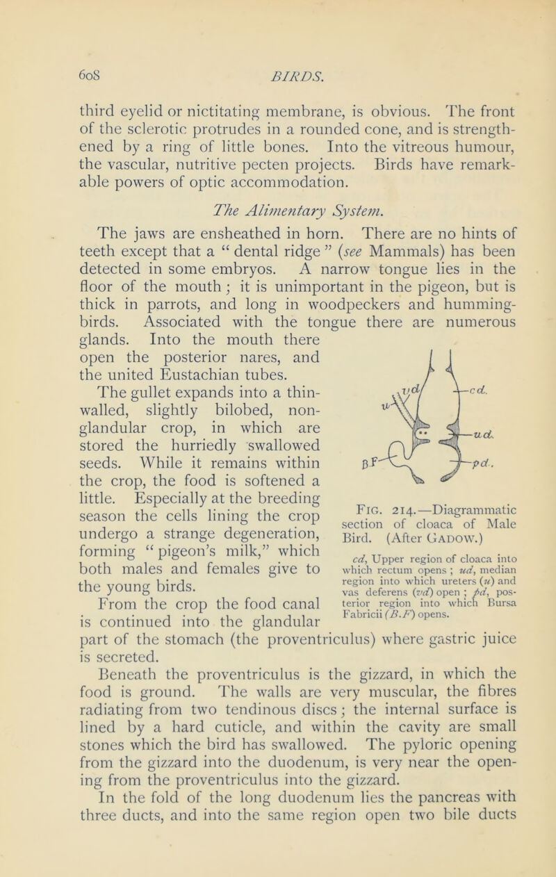 third eyelid or nictitating membrane, is obvious. The front of the sclerotic protrudes in a rounded cone, and is strength- ened by a ring of little bones. Into the vitreous humour, the vascular, nutritive pecten projects. Birds have remark- able powers of optic accommodation. The Alimentary System. The jaws are ensheathed in horn. There are no hints of teeth except that a “ dental ridge ” (see Mammals) has been detected in some embryos. A narrow tongue lies in the floor of the mouth; it is unimportant in the pigeon, but is thick in parrots, and long in woodpeckers and humming- birds. Associated with the tongue there are numerous glands. Into the mouth there open the posterior nares, and the united Eustachian tubes. The gullet expands into a thin- walled, slightly bilobed, non- glandular crop, in which are stored the hurriedly swallowed seeds. While it remains within the crop, the food is softened a little. Especially at the breeding season the cells lining the crop undergo a strange degeneration, forming “ pigeon’s milk,” which both males and females give to the young birds. From the crop the food canal is continued into the glandular part of the stomach (the proventriculus) where gastric juice is secreted. Beneath the proventriculus is the gizzard, in which the food is ground. The walls are very muscular, the fibres radiating from two tendinous discs; the internal surface is lined by a hard cuticle, and within the cavity are small stones which the bird has swallowed. The pyloric opening from the gizzard into the duodenum, is very near the open- ing from the proventriculus into the gizzard. In the fold of the long duodenum lies the pancreas with three ducts, and into the same region open two bile ducts Fig. 214. —Diagrammatic section of cloaca of Male Bird. (After Gadow.) cd, Upper region of cloaca into which rectum opens ; ud, median region into which ureters (u) and vas deferens (vd) open ; pd, pos- terior region into which Bursa Fabricii (B.F) opens.