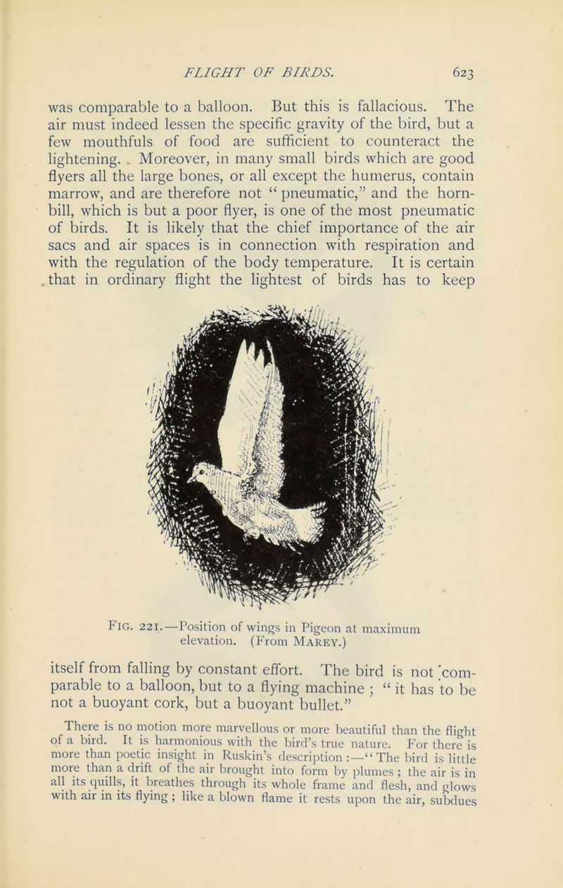 was comparable to a balloon. But this is fallacious. The air must indeed lessen the specific gravity of the bird, but a few mouthfuls of food are sufficient to counteract the lightening. . Moreover, in many small birds which are good flyers all the large bones, or all except the humerus, contain marrow, and are therefore not “ pneumatic,” and the horn- bill, which is but a poor flyer, is one of the most pneumatic of birds. It is likely that the chief importance of the air sacs and air spaces is in connection with respiration and with the regulation of the body temperature. It is certain . that in ordinary flight the lightest of birds has to keep t IG. 221.—Position of wings in Pigeon at maximum elevation. (From Marey.) itself from falling by constant effort. The bird is not 'com- parable to a balloon, but to a flying machine ; “ it has to be not a buoyant cork, but a buoyant bullet.” There is no motion more marvellous or more beautiful than the flight of a bird. It is harmonious with the bird’s true nature. For there is more than poetic insight in Ruskin’s description “ The bird is little more than a drift of the air brought into form by plumes ; the air is in all its quills, it breathes through its whole frame and flesh, and glows with air in its flying; like a blown flame it rests upon the air, subdues