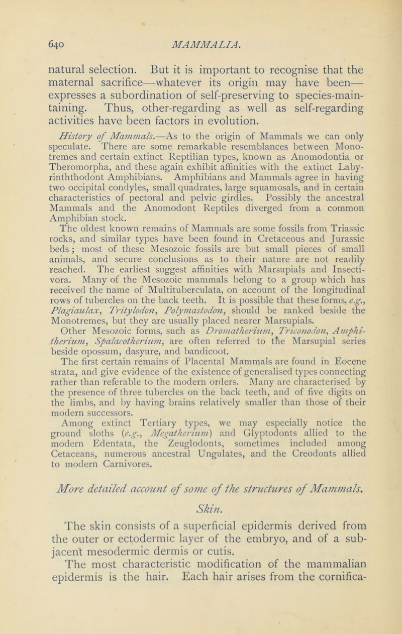 natural selection. But it is important to recognise that the maternal sacrifice—whatever its origin may have been— expresses a subordination of self-preserving to species-main- taining. Thus, other-regarding as well as self-regarding activities have been factors in evolution. History of Mammals.—As to the origin of Mammals we can only speculate. There are some remarkable resemblances between Mono- tremes and certain extinct Reptilian types, known as Anomodontia or Theromorpha, and these again exhibit affinities with the extinct Laby- rinththodont Amphibians. Amphibians and Mammals agree in having two occipital condyles, small quadrates, large squamosals, and in certain characteristics of pectoral and pelvic girdles. Possibly the ancestral Mammals and the Anomodont Reptiles diverged from a common Amphibian stock. The oldest known remains of Mammals are some fossils from Triassic rocks, and similar types have been found in Cretaceous and Jurassic beds; most of these Mesozoic fossils are but small pieces of small animals, and secure conclusions as to their nature are not readily reached. The earliest suggest affinities with Marsupials and Insecti- vora. Many of the Mesozoic mammals belong to a group which has received the name of Multituberculata, on account of the longitudinal rows of tubercles on the back teeth. It is possible that these forms, e.g., Plagiaulax, Tritylodon, Polymastodon, should be ranked beside the Monotremes, but they are usually placed nearer Marsupials. Other Mesozoic forms, such as Dromatherium, Tricotiodon, Amphi- therium, Spalacotherium, are often referred to the Marsupial series beside opossum, dasyure, and bandicoot. The first certain remains of Placental Mammals are found in Eocene strata, and give evidence of the existence of generalised types connecting rather than referable to the modern orders. Many are characterised by the presence of three tubercles on the back teeth, and of five digits on the limbs, and by having brains relatively smaller than those of their modern successors. Among extinct Tertiary types, we may especially notice the ground sloths {e.g., Megatherium) and Glyptodonts allied to the modern Edentata, the Zeuglodonts, sometimes included among Cetaceans, numerous ancestral Ungulates, and the Creodonts allied to modern Carnivores. More detailed account of some of the structures of Mammals. Skin. The skin consists of a superficial epidermis derived from the outer or ectodermic layer of the embryo, and of a sub- jacent mesodermic dermis or cutis. The most characteristic modification of the mammalian epidermis is the hair. Each hair arises from the cornifica-