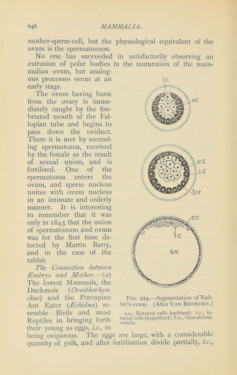 mother-sperm-cell, but the physiological equivalent of the ovum is the spermatozoon. No one has succeeded in satisfactorily observing an extrusion of polar bodies in the maturation of the mam- malian ovum, but analog- ous processes occur at an early stage. The ovum having burst from the ovary is imme- diately caught by the fim- briated mouth of the Fal- lopian tube and begins to pass down the oviduct. There it is met by ascend- ing spermatozoa, received by the female as the result of sexual union, and is fertilised. One of the spermatozoa enters the ovum, and sperm nucleus unites with ovum nucleus in an intimate and orderly manner. It is interesting to remember that it was only in 1843 that the union of spermatozoon and ovum was for the first time de- tected by Martin Barry, and in the case of the rabbit. The Connection between Embryo a?id Mother.—(a) The lowest Mammals, the Duckmole (Ornithorhyn- chus) and the Porcupine Ant Eater {Echidna) re- semble Birds and most Reptiles in bringing forth their young as eggs, i.e., in being oviparous. The eggs are large, with a considerable quantity of yolk, and after fertilisation divide partially, i.e., Fig. 224.—Segmentation of Rab- bit’s ovum. (After Van Beneden. ) e.c., External cells (epiblast); i.c., in- ternal cells (hypoblast); b.v., blastodermic vesicle.