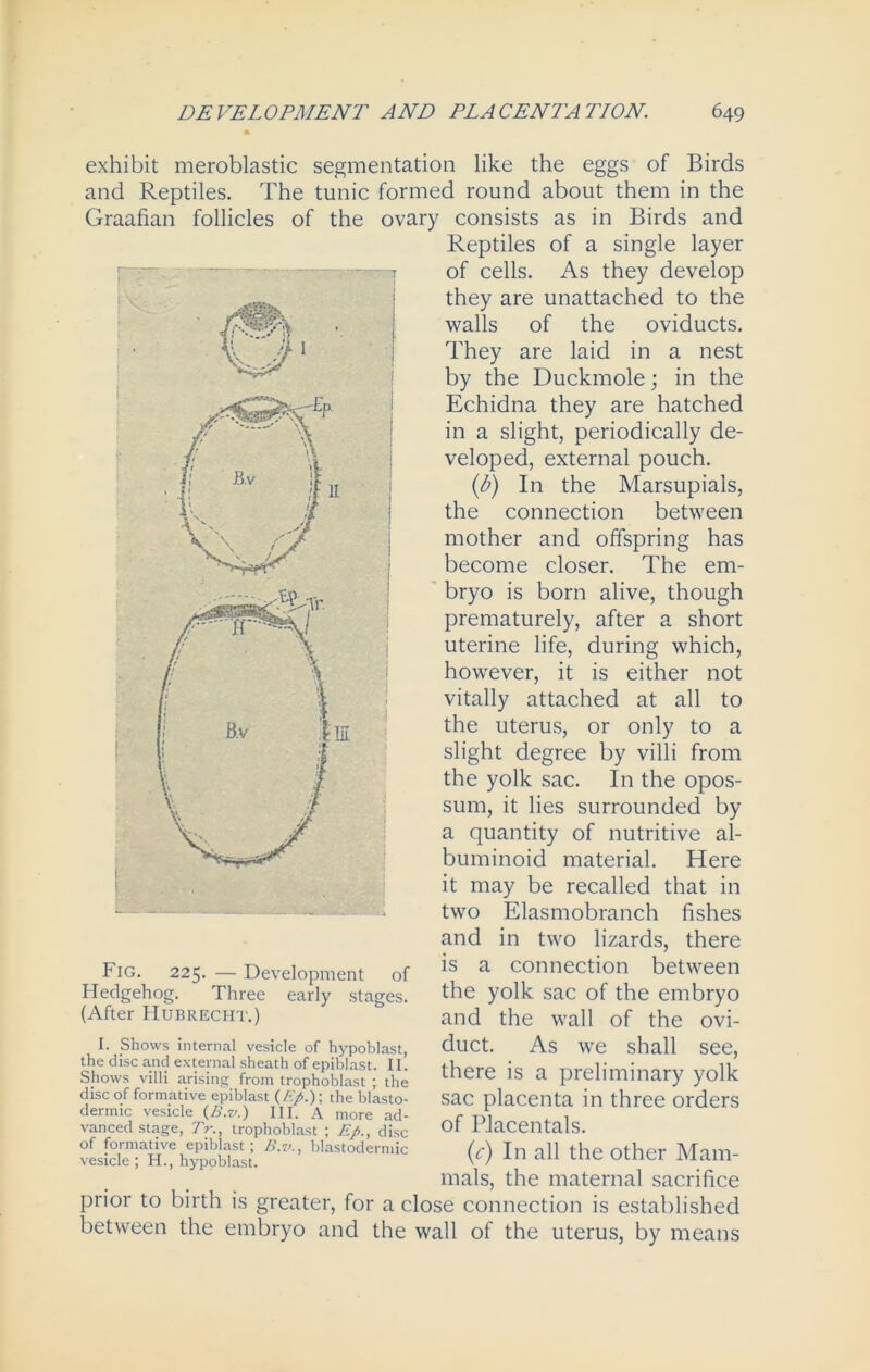 exhibit meroblastic segmentation like the eggs of Birds and Reptiles. The tunic formed round about them in the Graafian follicles of the ovary consists as in Birds and Fig. 225. — Development of Hedgehog. Three early stages. (After IIubrecht.) I. Shows internal vesicle of hypoblast, the disc and external sheath of epiblast. II. Shows villi arising from trophoblast ; the disc of formative epiblast (Ep.)\ the blasto- dermic vesicle (B.v.) III. A more ad- vanced stage, Tr., trophoblast ; Ep., disc of formative epiblast; B.v., blastodermic vesicle; H., hypoblast. prior to birth is greater, for a c between the embryo and the Reptiles of a single layer of cells. As they develop they are unattached to the walls of the oviducts. They are laid in a nest by the Duckmole; in the Echidna they are hatched in a slight, periodically de- veloped, external pouch. (b) In the Marsupials, the connection between mother and offspring has become closer. The em- bryo is born alive, though prematurely, after a short uterine life, during which, however, it is either not vitally attached at all to the uterus, or only to a slight degree by villi from the yolk sac. In the opos- sum, it lies surrounded by a quantity of nutritive al- buminoid material. Here it may be recalled that in two Elasmobranch fishes and in two lizards, there is a connection between the yolk sac of the embryo and the wall of the ovi- duct. As we shall see, there is a preliminary yolk sac placenta in three orders of PJacentals. (c) In all the other Mam- mals, the maternal sacrifice ;e connection is established ill of the uterus, by means