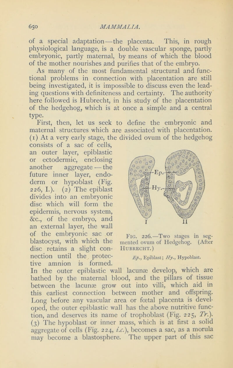 of a special adaptation—the placenta. This, in rough physiological language, is a double vascular sponge, partly embryonic, partly maternal, by means of which the blood of the mother nourishes and purifies that of the embryo. As many of the most fundamental structural and func- tional problems in connection with placentation are still being investigated, it is impossible to discuss even the lead- ing questions with definiteness and certainty. The authority here followed is Hubrecht, in his study of the placentation of the hedgehog, which is at once a simple and a central type. First, then, let us seek to define the embryonic and maternal structures which are associated with placentation. (1) At a very early stage, the divided ovum of the hedgehog consists of a sac of cells, an outer layer, epiblastic or ectodermic, enclosing another aggregate — the future inner layer, endo- derm or hypoblast (Fig. 226, I.). (2) The epiblast divides into an embryonic disc which will form the epidermis, nervous system, &c., of the embryo, and an external layer, the wall of the embryonic sac or blastocyst, with which the disc retains a slight con- nection until the. protec- tive amnion is formed. In the outer epiblastic wall lacunas develop, which are bathed by the maternal blood, and the pillars of tissue between the lacunae grow out into villi, which aid in this earliest connection between mother and offspring. Long before any vascular area or foetal placenta is devel- oped, the outer epiblastic wall has the above nutritive func- tion, and deserves its name of trophoblast (Fig. 225, Tr.). (3) The hypoblast or inner mass, which is at first a solid aggregate of cells (Fig. 224, i.c.), becomes a sac, as a morula may become a blastosphere. The upper part of this sac Fig. 226.—Two stages in seg- mented ovum of Hedgehog. (After Hubrecht.) E/., Epiblast; Hy., Hypoblast.