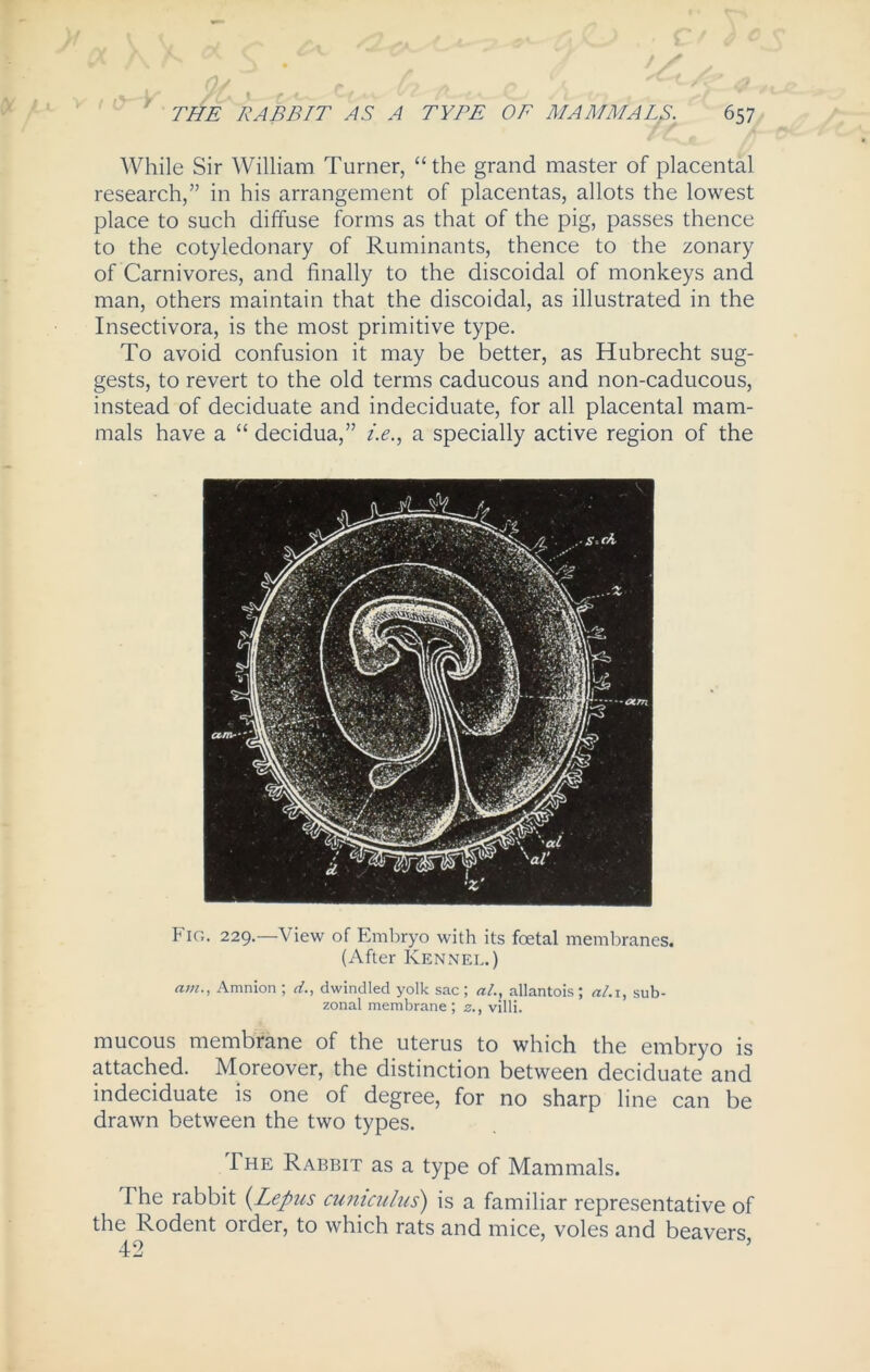 While Sir William Turner, “the grand master of placental research,” in his arrangement of placentas, allots the lowest place to such diffuse forms as that of the pig, passes thence to the cotyledonary of Ruminants, thence to the zonary of Carnivores, and finally to the discoidal of monkeys and man, others maintain that the discoidal, as illustrated in the Insectivora, is the most primitive type. To avoid confusion it may be better, as Hubrecht sug- gests, to revert to the old terms caducous and non-caducous, instead of deciduate and indeciduate, for all placental mam- mals have a “ decidua,” /.<?., a specially active region of the Fig. 229.—View of Embryo with its foetal membranes. (After Kennel.) avi., Amnion ; d., dwindled yolk sac; «/., allantois; al. 1, sub- zonal membrane; z., villi. mucous membrane of the uterus to which the embryo is attached. Moreover, the distinction between deciduate and indeciduate is one of degree, for no sharp line can be drawn between the two types. The Rabbit as a type of Mammals. The rabbit (Lepus auriculas) is a familiar representative of the Rodent older, to which rats and mice, voles and beavers,