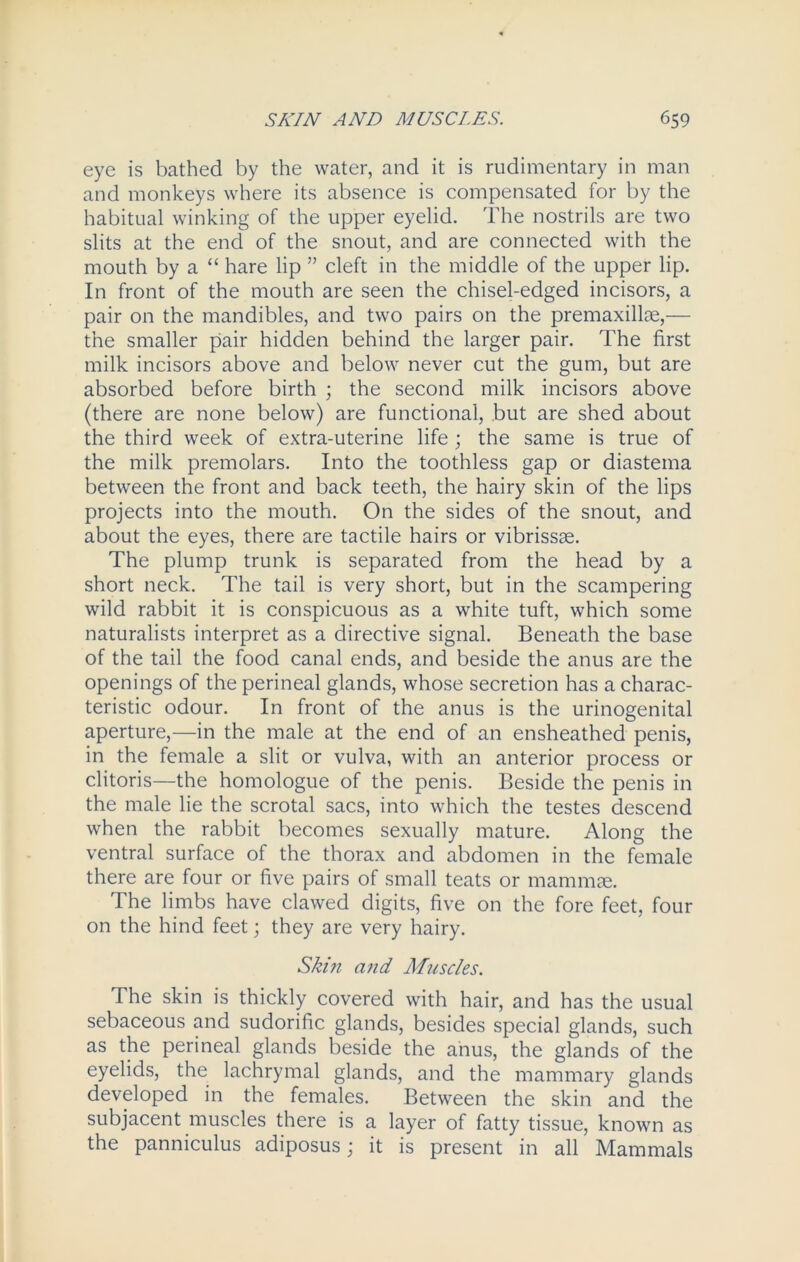 eye is bathed by the water, and it is rudimentary in man and monkeys where its absence is compensated for by the habitual winking of the upper eyelid. The nostrils are two slits at the end of the snout, and are connected with the mouth by a “ hare lip ” cleft in the middle of the upper lip. In front of the mouth are seen the chisel-edged incisors, a pair on the mandibles, and two pairs on the premaxillae,— the smaller pair hidden behind the larger pair. The first milk incisors above and below never cut the gum, but are absorbed before birth ; the second milk incisors above (there are none below) are functional, but are shed about the third week of extra-uterine life ; the same is true of the milk premolars. Into the toothless gap or diastema between the front and back teeth, the hairy skin of the lips projects into the mouth. On the sides of the snout, and about the eyes, there are tactile hairs or vibrissse. The plump trunk is separated from the head by a short neck. The tail is very short, but in the scampering wild rabbit it is conspicuous as a white tuft, which some naturalists interpret as a directive signal. Beneath the base of the tail the food canal ends, and beside the anus are the openings of the perineal glands, whose secretion has a charac- teristic odour. In front of the anus is the urinogenital aperture,—in the male at the end of an ensheathed penis, in the female a slit or vulva, with an anterior process or clitoris—the homologue of the penis. Beside the penis in the male lie the scrotal sacs, into which the testes descend when the rabbit becomes sexually mature. Along the ventral surface of the thorax and abdomen in the female there are four or five pairs of small teats or mammae. The limbs have clawed digits, five on the fore feet, four on the hind feet; they are very hairy. Skin and Muscles. The skin is thickly covered with hair, and has the usual sebaceous and sudorific glands, besides special glands, such as the perineal glands beside the anus, the glands of the eyelids, the lachrymal glands, and the mammary glands developed in the females. Between the skin and the subjacent muscles there is a layer of fatty tissue, known as the panniculus adiposus; it is present in all Mammals