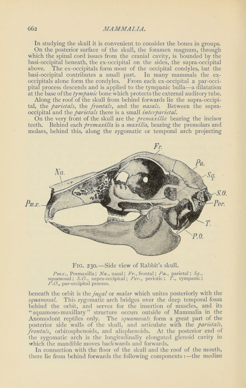 In studying the skull it is convenient to consider the bones in groups. On the posterior surface of the skull, the foramen magnum, through which the spinal cord issues from the cranial cavity, is bounded by the basi-occipital beneath, the ex-occipital on the sides, the supra-occipital above. The ex-occipitals form most of the occipital condyles, but the basi-occipital contributes a small part. In many mammals the ex- occipitals alone form the condyles. From each ex-occipital a par-occi- pital process descends and is applied to the tympanic bulla—a dilatation at the base of the tympanic bone which protects the external auditory tube. Along the roof of the skull from behind forwards lie the supra-occipi- tal, the parietals, the frontals, and the nasals. Between the supra- occipital and the parietals there is a small interparietal. On the very front of the skull are the premaxillce bearing the incisor teeth. Behind each premaxilla is a maxilla, bearing the premolars and molars, behind this, along the zygomatic or temporal arch projecting Pmx. Fig. 230.—Side view of Rabbit’s skull. Pmx., Premaxilla; Na., nasal; Fr., frontal; Pa., parietal; Sq., squamosal; S.O., supra-occipital; Per., periotic; T., tympanic; P.O., par-occipital process. beneath the orbit is the jugal or malar which unites posteriorly with the squamosal. This zygomatic arch bridges over the deep temporal fossa behind the orbit, and serves for the insertion of muscles, and its “ squamoso-maxillary ” structure occurs outside of Mammalia in the Anomodont reptiles only. The squamosals form a great part of the posterior side walls of the skull, and articulate with the parietals, frontals, orbitosphenoids, and alisphenoids. At the posterior end of the zygomatic arch is the longitudinally elongated glenoid cavity in which the mandible moves backwards and forwards. In connection with the floor of the skull and the roof of the mouth, there lie from behind forwards the following components :—the median