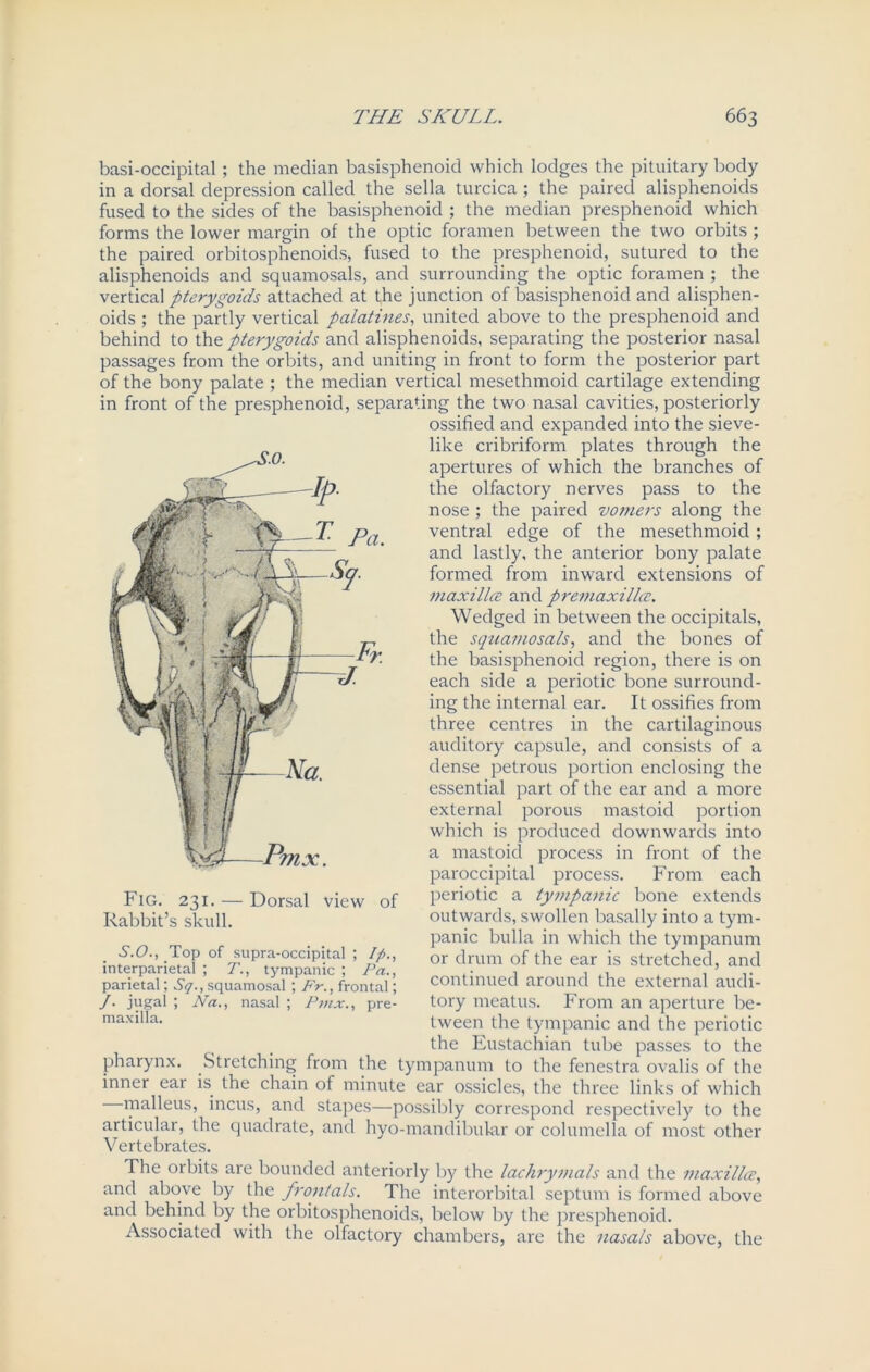 basi-occipital; the median basisphenoid which lodges the pituitary body in a dorsal depression called the sella turcica; the paired alisphenoids fused to the sides of the basisphenoid ; the median presphenoid which forms the lower margin of the optic foramen between the two orbits ; the paired orbitosphenoids, fused to the presphenoid, sutured to the alisphenoids and squamosals, and surrounding the optic foramen ; the vertical pterygoids attached at the junction of basisphenoid and alisphen- oids ; the partly vertical palatines, united above to the presphenoid and behind to the pterygoids and alisphenoids, separating the posterior nasal passages from the orbits, and uniting in front to form the posterior part of the bony palate ; the median vertical mesethmoid cartilage extending in front of the presphenoid, separating the two nasal cavities, posteriorly ossified and expanded into the sieve- like cribriform plates through the apertures of which the branches of the olfactory nerves pass to the nose ; the paired vomers along the ventral edge of the mesethmoid ; and lastly, the anterior bony palate formed from inward extensions of maxillce and premaxilla. Wedged in between the occipitals, the squamosals, and the bones of the basisphenoid region, there is on each side a periotic bone surround- ing the internal ear. It ossifies from three centres in the cartilaginous auditory capsule, and consists of a dense petrous portion enclosing the essential part of the ear and a more external porous mastoid portion which is produced downwards into a mastoid process in front of the paroccipital process. From each periotic a tympanic bone extends outwards, swollen basally into a tym- panic bulla in which the tympanum or drum of the ear is stretched, and continued around the external audi- tory meatus. From an aperture be- tween the tympanic and the periotic the Eustachian tube passes to the pharynx. Stretching from the tympanum to the fenestra ovalis of the inner ear is the chain of minute ear ossicles, the three links of which malleus, incus, and stapes—possibly correspond respectively to the articular, the quadrate, and hyo-mandibular or columella of most other Vertebrates. The orbits are bounded anteriorly by the lachrymals and the maxilla, and above by the frontals. The interorbital septum is formed above and behind by the orbitosphenoids, below by the presphenoid. Associated with the olfactory chambers, are the nasals above, the Fig. 231. — Dorsal view of Rabbit’s skull. S.O., Top of supra-occipital ; Ip., interparietal ; T., tympanic ; Pa., parietal; Sq., squamosal; Fr., frontal; /. jugal ; Na., nasal ; Pmx., pre- maxilla.