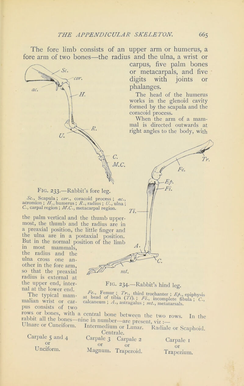 The fore limb consists of an upper arm or humerus, a fore arm of two bones—the radius and the ulna, a wrist or carpus, five palm bones or metacarpals, and five digits with joints or phalanges. The head of the humerus works in the glenoid cavity formed by the scapula and the coracoid process. When the arm of a mam- mal is directed outwards at right angles to the body, with M.C. Fig. 233.—Rabbit’s fore leg. Sc.,. Scapula; cor., coracoid process; ac., acromion ; H., humerus ; R., radius ; U., ulna ; C., carpal region ; M.C., metacarpal region. the palm vertical and the thumb upper- most, the thumb and the radius are in a preaxial position, the little finger and the ulna are in a postaxial position. But in the normal position of the limb in most mammals, the radius and the ulna cross one an- other in the fore arm, so that the preaxial radius is external at the upper end, inter- nal at the lower end. The typical mam- malian wrist or car- pus consists of two Fig. 234.—Rabbit’s hind leg. K’., Femur; Tr. third trochanter; Ep., epiphysis at head of tibia (It).; Ft., incomplete fibula; C., astragalus ; int., metatarsals. calcaneum ; A. rovvs or bones with a central bone between the two rows. In the rabbit all the bones—nine in number—are present, viz :— l lnare or Cuneiform. Intermedium or Lunar. Radiale or Scaphoid. Centrale. Carpale 5 and 4 Carpale 3 Carpale 2 Carpale 1 t T ?5 °r or or Unciform. Magnum. Trapezoid. Trapezium.