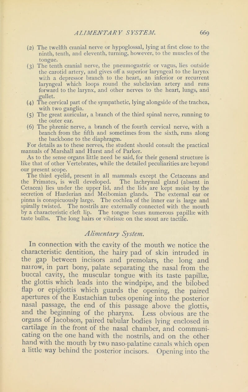 (2) The twelfth cranial nerve or hypoglossal, lying at first close to the ninth, tenth, and eleventh, turning, however, to the muscles of the tongue. (3) The tenth cranial nerve, the pneumogastric or vagus, lies outside the carotid artery, and gives off a superior laryngeal to the larynx with a depressor branch to the heart, an inferior or recurrent laryngeal which loops round the subclavian artery and runs forward to the larynx, and other nerves to the heart, lungs, and gullet. (4) The cervical part of the sympathetic, lying alongside of the trachea, with two ganglia. (5) The great auricular, a branch of the third spinal nerve, running to the outer ear. (6) The phrenic nerve, a branch of the fourth cervical nerve, with a branch from the fifth and sometimes from the sixth, runs along the backbone to the diaphragm. For details as to these nerves, the student should consult the practical manuals of Marshall and Hurst and of Parker. As to the sense organs little need be said, for their general structure is like that of other Vertebrates, while the detailed peculiarities are beyond our present scope. The third eyelid, present in all mammals except the Cetaceans and the Primates, is well developed. The lachrymal gland (absent in Cetacea) lies under the upper lid, and the lids are kept moist by the secretion of Harderian and Meibomian glands. The external ear or pinna is conspicuously large. The cochlea of the inner ear is large and spirally twisted. The nostrils are externally connected with the mouth by a characteristic cleft lip. The tongue bears numerous papillae with taste bulbs. The long hairs or vibrissoe on the snout are tactile. Alimentary System. In connection with the cavity of the mouth we notice the characteristic dentition, the hairy pad of skin intruded in the gap between incisors and premolars, the long and nairow, in part bony, palate separating the nasal from the buccal cavity, the muscular tongue with its taste papillae, the glottis which leads into the windpipe, and the bilobed. flap or epiglottis which guards the opening, the paired apertures ol the Eustachian tubes opening into the posterior nasal passage, the end of this passage above the glottis, and the beginning of the pharynx. Less obvious are the organs of Jacobson, paired tubular bodies lying enclosed in cartilage in the front of the nasal chamber, and communi- cating on the one hand with the nostrils, and on the other hand with the mouth by two naso-palatine canals which open a little way behind the posterior incisors. Opening into the