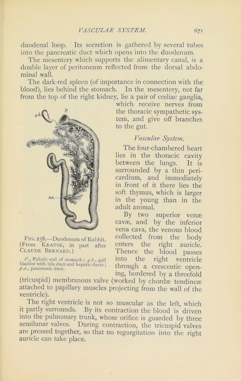duodenal loop. Its secretion is gathered by several tubes into the pancreatic duct which opens into the duodenum. The mesentery which supports the alimentary canal, is a double layer of peritoneum reflected from the dorsal abdo- minal wall. The dark-red spleen (of importance in connection with the blood), lies behind the stomach. In the mesentery, not far from the top of the right kidney, lie a pair of cceliac ganglia, which receive nerves from the thoracic sympathetic sys- tem, and give off branches to the gut. Vascular System. The four-chambered heart lies in the thoracic cavity between the lungs. It is surrounded by a thin peri- cardium, and immediately in front of it there lies the soft thymus, which is larger in the young than in the adult animal. By two superior venae cavae, and by the inferior vena cava, the venous blood collected from the body enters the right auricle. Thence the blood passes into the right ventricle through a crescentic open- ing, bordered by a threefold (tricuspid) membranous valve (worked by chordae tendineae attached to papillary muscles projecting from the wall of the ventricle). The right ventricle is not so muscular as the left, which it partly surrounds. By its contraction the blood is driven into the pulmonary trunk, whose orifice is guarded by three semilunar valves. During contraction, the tricuspid valves are pressed together, so that no regurgitation into the right auricle can take place. Fig. 238.—Duodenum of Rabbit. (From Krause, in part after Claude Bernard.) P., Pyloric end of stomach ; p-./;., gall bladder with bile duct and hepatic ducts ; p.d., pancreatic duct.