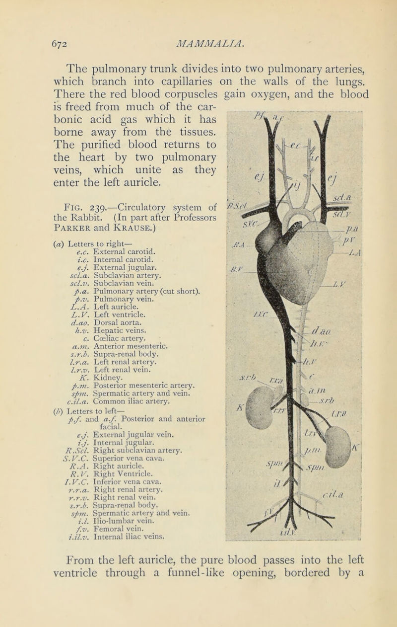 The pulmonary trunk divides into two pulmonary arteries, which branch into capillaries on the walls of the lungs. There the red blood corpuscles gain oxygen, and the blood is freed from much of the car- bonic acid gas which it has borne away from the tissues. The purified blood returns to the heart by two pulmonary veins, which unite as they enter the left auricle. Fig. 239.—Circulatory system of the Rabbit. (In part after Professors Parker and Krause.) («) Letters to right— External carotid. Internal carotid. External jugular. Subclavian artery. Subclavian vein. p.a. Pulmonary artery (cut short). p.v. Pulmonary vein. Left auricle. Left ventricle. Dorsal aorta. Hepatic veins. Cceliac artery. Anterior mesenteric. Supra-renal body. Left renal artery. Left renal vein. Kidney. Posterior mesenteric artery. Spermatic artery and vein. Common iliac artery. (/>) Letters to left— p.f. and a.f Posterior and anterior facial. e. j. External jugular vein. i.j. Internal jugular. R. Scl. Right subclavian artery. S. V.C. Superior vena cava. R.A. Right auricle. R.V. Right Ventricle. I. V.C. Inferior vena cava. r.r.a. Right renal artery. r. r.v. Right renal vein. s. r.b. Supra-renal body. spin. Spermatic artery and vein. i.l. Uio-lumbar vein. f. v. Femoral vein. i.il.v. Internal iliac veins. e.c. i.c. e.j. scl.a. scl.v. L.A. L.V. d.ao. h.v. c. a.m. s.r.b. l.r.a. l.r.v. K. p.m. spin. c.il.a. RScl .R.A RJ Sir Jit s.rb SjHh it From the left auricle, the pure blood passes into the left ventricle through a funnel-like opening, bordered by a