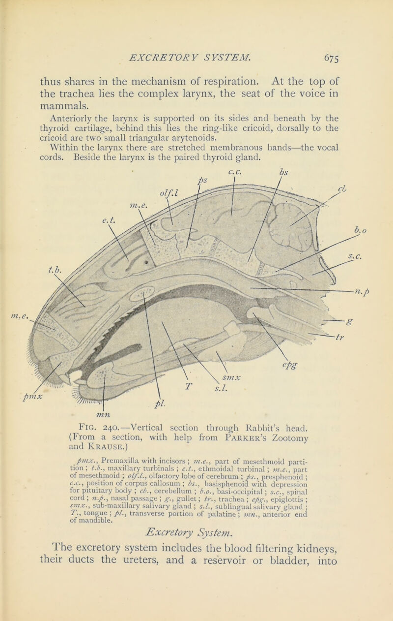 thus shares in the mechanism of respiration. At the top of the trachea lies the complex larynx, the seat of the voice in mammals. Anteriorly the larynx is supported on its sides and beneath by the thyroid cartilage, behind this lies the ring-like cricoid, dorsally to the cricoid are two small triangular arytenoids. Within the larynx there are stretched membranous bands—the vocal cords. Beside the larynx is the paired thyroid gland. c. c. bs Fig. 240.—Vertical section through Rabbit’s head. (From a section, with help from Parker’s Zootomy and Krause.) . pmx., Premaxilla with incisors; m.e., part of mesethmoid parti- tion; t.b., maxillary turbinals ; e.t., ethmoidal turbinal; m.e., part of mesethmoid ; ol/.L, olfactory lobe of cerebrum ; fis., presphenoid ; c.c., position of corpus callosum ; is., basisphenoid with depression for pituitary body ; cb., cerebellum ; b.o., basi-occipital; s.c., spinal cord ; n.ft., nasal passage ; g., gullet; tr., trachea ; epg., epiglottis ; smx., sub-maxillary salivary gland ; s.l., sublingual salivary gland ; 7'., tongue ; pi., transverse portion of palatine ; vin., anterior end of mandible. Excretory System. The excretory system includes the blood filtering kidneys, their ducts the ureters, and a reservoir or bladder, into