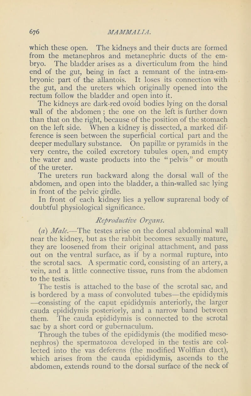 which these open. The kidneys and their ducts are formed from the metanephros and metanephric ducts of the em- bryo. The bladder arises as a diverticulum from the hind end of the gut, being in fact a remnant of the intra-em- bryonic part of the allantois. It loses its connection with the gut, and the ureters which originally opened into the rectum follow the bladder and open into it. The kidneys are dark-red ovoid bodies lying on the dorsal wall of the abdomen; the one on the left is further down than that on the right, because of the position of the stomach on the left side. When a kidney is dissected, a marked dif- ference is seen between the superficial cortical part and the deeper medullary substance. On papillae or pyramids in the very centre, the coiled excretory tubules open, and empty the water and waste products into the “pelvis” or mouth of the ureter. The ureters run backward along the dorsal wall of the abdomen, and open into the bladder, a thin-walled sac lying in front of the pelvic girdle. In front of each kidney lies a yellow suprarenal body of doubtful physiological significance. Reproductive Orga?is. (a) Male.—The testes arise on the dorsal abdominal wall near the kidney, but as the rabbit becomes sexually mature, they are loosened from their original attachment, and pass out on the ventral surface, as if by a normal rupture, into the scrotal sacs. A spermatic cord, consisting of an artery, a vein, and a little connective tissue, runs from the abdomen to the testis. The testis is attached to the base of the scrotal sac, and is bordered by a mass of convoluted tubes—the epididymis —consisting of the caput epididymis anteriorly, the larger cauda epididymis posteriorly, and a narrow band between them. The cauda epididymis is connected to the scrotal sac by a short cord or gubernaculum. Through the tubes of the epididymis (the modified meso- nephros) the spermatozoa developed in the testis are col- lected into the vas deferens (the modified Wolffian duct), which arises from the cauda epididymis, ascends to the abdomen, extends round to the dorsal surface of the neck of