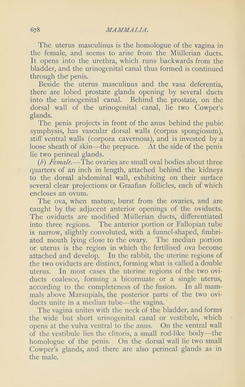 The uterus masculinus is the homologue of the vagina in the female, and seems to arise from the Mullerian ducts. It opens into the urethra, which runs- backwards from the bladder, and the urinogenital canal thus formed is continued through the penis. Beside the uterus masculinus and the vasa deferentia, there are lobed prostate glands opening by several ducts into the urinogenital canal. Behind the prostate, on the dorsal wall of the urinogenital canal, lie two Cowper’s glands. The penis projects in front of the anus behind the pubic symphysis, has vascular dorsal walls (corpus spongiosum), stiff ventral walls (corpora cavernosa), and is invested by a loose sheath of skin—the prepuce. At the side of the penis lie two perineal glands. (b) Female.-—The ovaries are small oval bodies about three quarters of an inch in length, attached behind the kidneys to the dorsal abdominal wall, exhibiting on their surface several clear projections or Graafian follicles, each of which encloses an ovum. The ova, when mature, burst from the ovaries, and are caught by the adjacent anterior openings of the oviducts. The oviducts are modified Mullerian ducts, differentiated into three regions. The anterior portion or Fallopian tube is narrow, slightly convoluted, with a funnel-shaped, fimbri- ated mouth lying close to the ovary. The median portion or uterus is the region in which the fertilised ova become attached and develop. In the rabbit, the uterine regions of the two oviducts are distinct, forming what is called a double uterus. In most cases the uterine regions of the two ovi- ducts coalesce, forming a bicornuate or a single uterus, according to the completeness of the fusion. In all mam- mals above Marsupials, the posterior parts of the two ovi- ducts unite in a median tube—the vagina.' The vagina unites with the neck of the bladder, and forms the wide but short urinogenital canal or vestibule, which opens at the vulva ventral to the anus. On the ventral wall of the vestibule lies the clitoris, a small rod-like body—the homologue of the penis. On the dorsal wall lie two small Cowper’s glands, and there are also perineal glands as in the male.