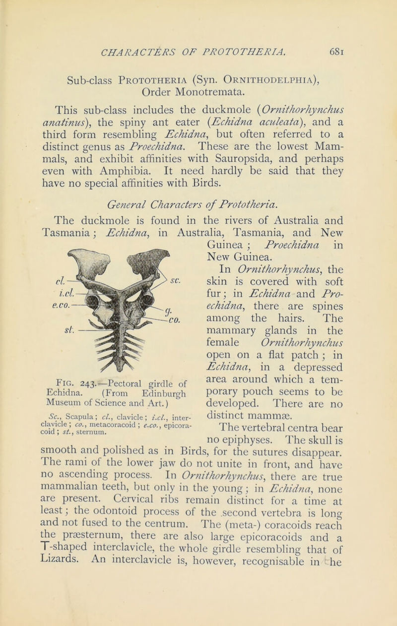 Sub-class Prototheria (Syn. Ornithodelphia), Order Monotremata. This sub-class includes the duckmole (Ornithorhynchus anatinus), the spiny ant eater (Echidna aculeata), and a third form resembling Echidna, but often referred to a distinct genus as Proechid7ia. These are the lowest Mam- mals, and exhibit affinities with Sauropsida, and perhaps even with Amphibia. It need hardly be said that they have no special affinities with Birds. General Characters of Prototheria. The duckmole is found in the rivers of Australia and Tasmania; Echidna, in Australia, Tasmania, and New Guinea ; Proechidna in New Guinea. In Ornithorhynchus, the skin is covered with soft fur; in Echidna and Pro- echidna, there are spines among the hairs. The mammary glands in the female Ornithorhynchus open on a flat patch ; in Echidna, in a depressed area around which a tem- porary pouch seems to be developed. There are no distinct mammae. The vertebral centra bear no epiphyses. The skull is smooth and polished as in Birds, for the sutures disappear. The rami of the lower jaw do not unite in front, and have no ascending process. In Ornithorhynchus, there are true mammalian teeth, but only in the young; in Echidna, none are present. Cervical ribs remain distinct for a time at least; the odontoid process of the .second vertebra is long and not fused to the centrum. The (meta-) coracoids reach the prsesternum, there are also large epicoracoids and a T-shaped interclavicle, the whole girdle resembling that of Lizards. An interclavicle is, however, recognisable in he Fig. 243.—Pectoral girdle of Echidna. (From Edinburgh Museum of Science and Art.) Sc., Scapula; cl., clavicle; i.cl., inter- clavicle; co., metacoracoid; e.co., epicora- coid ; si., sternum.