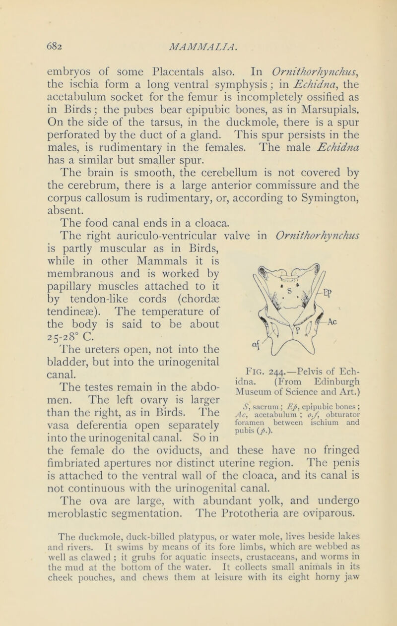 embryos of some Placentals also. In Ornithorhynchus, the ischia form a long ventral symphysis; in Echidna, the acetabulum socket for the femur is incompletely ossified as in Birds; the pubes bear epipubic bones, as in Marsupials. On the side of the tarsus, in the duckmole, there is a spur perforated by the duct of a gland. This spur persists in the males, is rudimentary in the females. The male Echidna has a similar but smaller spur. The brain is smooth, the cerebellum is not covered by the cerebrum, there is a large anterior commissure and the corpus callosum is rudimentary, or, according to Symington, absent. The food canal ends in a cloaca. The right auriculo-ventricular valve in Ornithorhynchus is partly muscular as in Birds, while in other Mammals it is membranous and is worked by papillary muscles attached to it by tendon-like cords (chordae tendineae). The temperature of the body is said to be about 25-28° C. The ureters open, not into the bladder, but into the urinogenital canal. The testes remain in the abdo- men. The left ovary is larger than the right, as in Birds. The vasa deferentia open separately into the urinogenital canal. So in the female do the oviducts, and these have no fringed fimbriated apertures nor distinct uterine region. The penis is attached to the ventral wall of the cloaca, and its canal is not continuous with the urinogenital canal. The ova are large, with abundant yolk, and undergo meroblastic segmentation. The Brototheria are oviparous. Fig. 244.—Pelvis of Ech- idna. (From Edinburgh Museum of Science and Art.) S, sacrum; Ep, epipubic bones ; Ac, acetabulum ; of obturator foramen between ischium and pubis (/.). The duckmole, duck-billed platypus, or water mole, lives beside lakes and rivers. It swims by means of its fore limbs, which are webbed as well as clawed ; it grubs for aquatic insects, crustaceans, and worms in the mud at the bottom of the water. It collects small animals in its cheek pouches, and chews them at leisure with its eight horny jaw