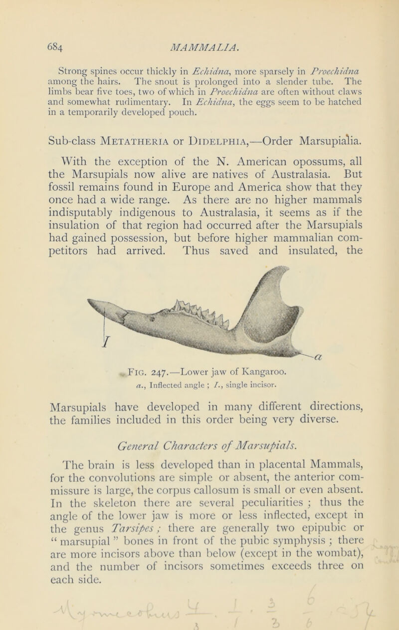 Strong spines occur thickly in Echidna, more sparsely in Proechidna among the hairs. The snout is prolonged into a slender tube. The limbs bear five toes, two of which in Proechidna are often without claws and somewhat rudimentary. In Echidna, the eggs seem to be hatched in a temporarily developed pouch. Sub-class Metatheria or Didelphia,—Order Marsupialia. With the exception of the N. American opossums, all the Marsupials now alive are natives of Australasia. But fossil remains found in Europe and America show that they once had a wide range. As there are no higher mammals indisputably indigenous to Australasia, it seems as if the insulation of that region had occurred after the Marsupials had gained possession, but before higher mammalian com- petitors had arrived. Thus saved and insulated, the a., Inflected angle ; /., single incisor. Marsupials have developed in many different directions, the families included in this order being very diverse. General Characters of Marsupials. The brain is less developed than in placental Mammals, for the convolutions are simple or absent, the anterior com- missure is large, the corpus callosum is small or even absent. In the skeleton there are several peculiarities ; thus the angle of the lower jaw is more or less inflected, except in the genus Tarsipes; there are generally two epipubic or “ marsupial ” bones in front of the pubic symphysis ; there are more incisors above than below (except in the wombat), and the number of incisors sometimes exceeds three on each side.