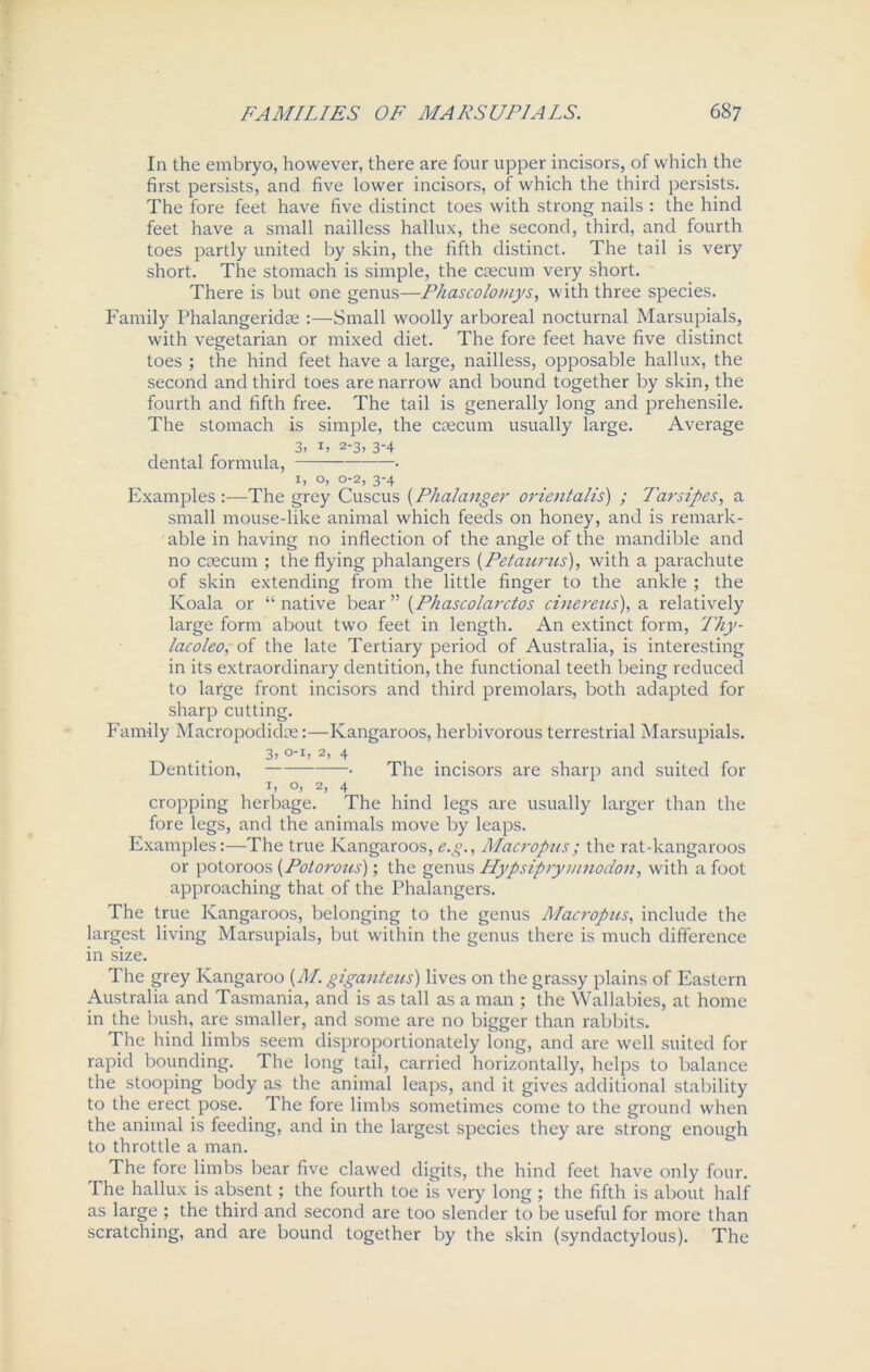 In the embryo, however, there are four upper incisors, of which the first persists, and five lower incisors, of which the third persists. The fore feet have five distinct toes with strong nails : the hind feet have a small nailless hallux, the second, third, and fourth toes partly united by skin, the fifth distinct. The tail is very short. The stomach is simple, the caecum very short. There is but one genus—Phascolomys, with three species. Family Phalangeridae :—Small woolly arboreal nocturnal Marsupials, with vegetarian or mixed diet. The fore feet have five distinct toes ; the hind feet have a large, nailless, opposable hallux, the second and third toes are narrow and bound together by skin, the fourth and fifth free. The tail is generally long and prehensile. The stomach is simple, the caecum usually large. Average 3. 2-3, 3-4 dental formula, —■ 1, o, 0-2, 3-4 Examples:—The grey Cuscus (Phalanger orientals) ; Tarsipes, a small mouse-like animal which feeds on honey, and is remark- able in having no inflection of the angle of the mandible and no caecum ; the flying phalangers (Petaurus), with a parachute of skin extending from the little finger to the ankle ; the Koala or “ native bear ” (Phascolarctos cinereus), a relatively large form about two feet in length. An extinct form, Thy- lacoleo, of the late Tertiary period of Australia, is interesting in its extraordinary dentition, the functional teeth being reduced to large front incisors and third premolars, both adapted for sharp cutting. Family Macropodidce:—Kangaroos, herbivorous terrestrial Marsupials. 3, O-I, 2, 4 Dentition, • The incisors are sharp and suited for 1, o, 2, 4 cropping herbage. The hind legs are usually larger than the fore legs, and the animals move by leaps. ExamplesThe true Kangaroos, e.g., Macropus; the rat-kangaroos or potoroos (Potorous); the genus Hypsiprymnodon, with a foot approaching that of the Phalangers. The true Kangaroos, belonging to the genus Macropus, include the largest living Marsupials, but within the genus there is much difference in size. The grey Kangaroo (M. giganteus) lives on the grassy plains of Eastern Australia and Tasmania, and is as tall as a man ; the Wallabies, at home in the bush, are smaller, and some are no bigger than rabbits. The hind limbs seem disproportionately long, and are well suited for rapid bounding. The long tail, carried horizontally, helps to balance the stooping body as the animal leaps, and it gives additional stability to the erect pose. The fore limbs sometimes come to the ground when the animal is feeding, and in the largest species they are strong enough to throttle a man. The fore limbs bear five clawed digits, the hind feet have only four. The hallux is absent; the fourth toe is very long ; the fifth is about half as large ; the third and second are too slender to be useful for more than scratching, and are bound together by the skin (syndactylous). The