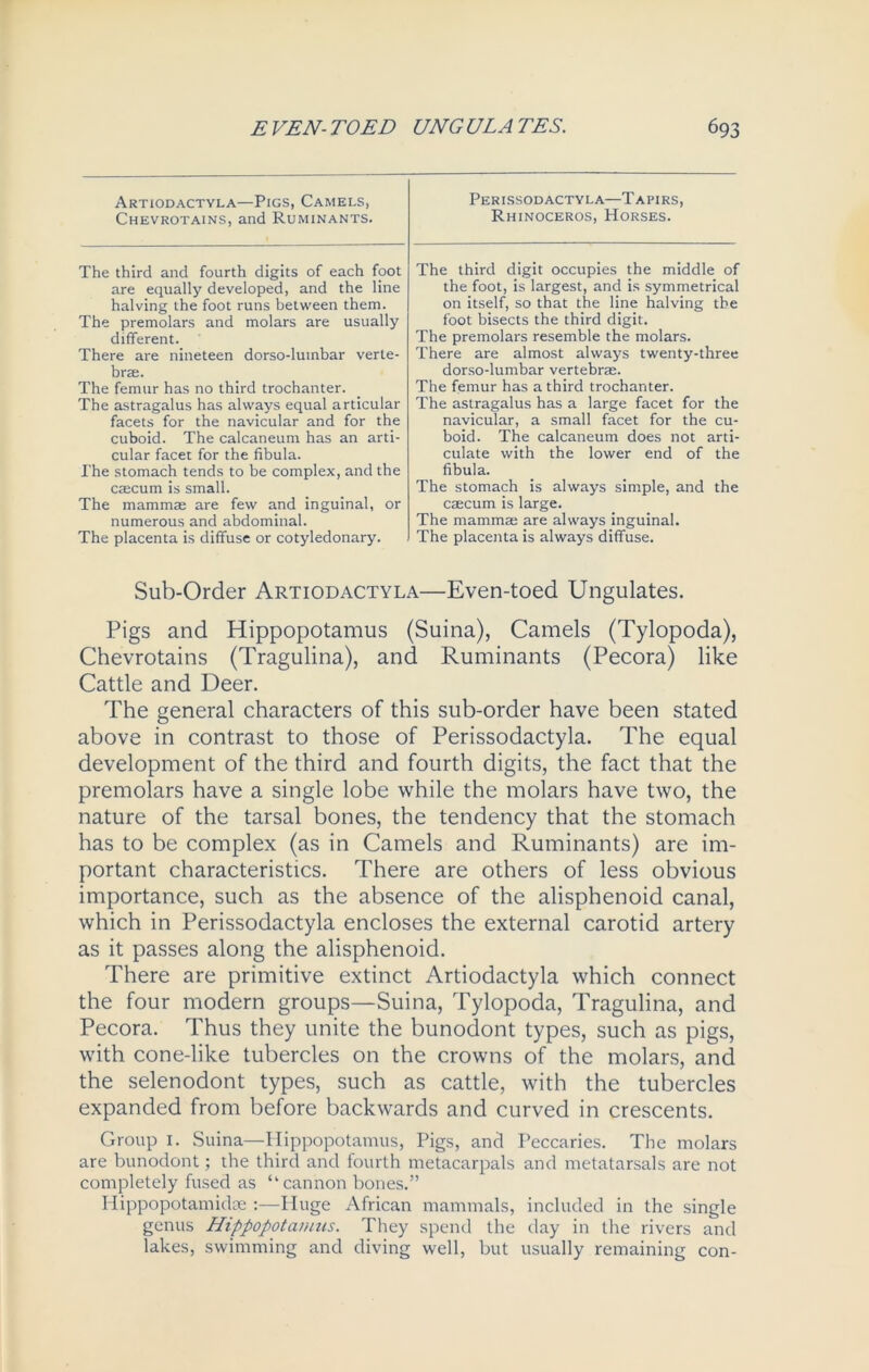 Artiodactyla—Pigs, Camels, Chevrotains, and Ruminants. The third and fourth digits of each foot are equally developed, and the line halving the foot runs between them. The premolars and molars are usually different. There are nineteen dorso-lutnbar verte- brae. The femur has no third trochanter. The astragalus has always equal articular facets for the navicular and for the cuboid. The calcaneum has an arti- cular facet for the fibula. I’he stomach tends to be complex, and the caecum is small. The mammm are few and inguinal, or numerous and abdominal. The placenta is diffuse or cotyledonary. Perissodactyla—Tapirs, Rhinoceros, Horses. The third digit occupies the middle of the foot, is largest, and is symmetrical on itself, so that the line halving the foot bisects the third digit. The premolars resemble the molars. There are almost always twenty-three dorso-lumbar vertebrae. The femur has a third trochanter. The astragalus has a large facet for the navicular, a small facet for the cu- boid. The calcaneum does not arti- culate with the lower end of the fibula. The stomach is always simple, and the caecum is large. The mammae are always inguinal. The placenta is always diffuse. Sub-Order Artiodactyla—Even-toed Ungulates. Pigs and Hippopotamus (Suina), Camels (Tylopoda), Chevrotains (Tragulina), and Ruminants (Pecora) like Cattle and Deer. The general characters of this sub-order have been stated above in contrast to those of Perissodactyla. The equal development of the third and fourth digits, the fact that the premolars have a single lobe while the molars have two, the nature of the tarsal bones, the tendency that the stomach has to be complex (as in Camels and Ruminants) are im- portant characteristics. There are others of less obvious importance, such as the absence of the alisphenoid canal, which in Perissodactyla encloses the external carotid artery as it passes along the alisphenoid. There are primitive extinct Artiodactyla which connect the four modern groups—Suina, Tylopoda, Tragulina, and Pecora. Thus they unite the bunodont types, such as pigs, with cone-like tubercles on the crowns of the molars, and the selenodont types, such as cattle, with the tubercles expanded from before backwards and curved in crescents. Group 1. Suina—Hippopotamus, Pigs, and Peccaries. The molars are bunodont; the third and fourth metacarpals and metatarsals are not completely fused as “cannon bones.” Hippopotamktae :—Huge African mammals, included in the single genus Hippopotamus. They spend the day in the rivers and lakes, swimming and diving well, but usually remaining con-
