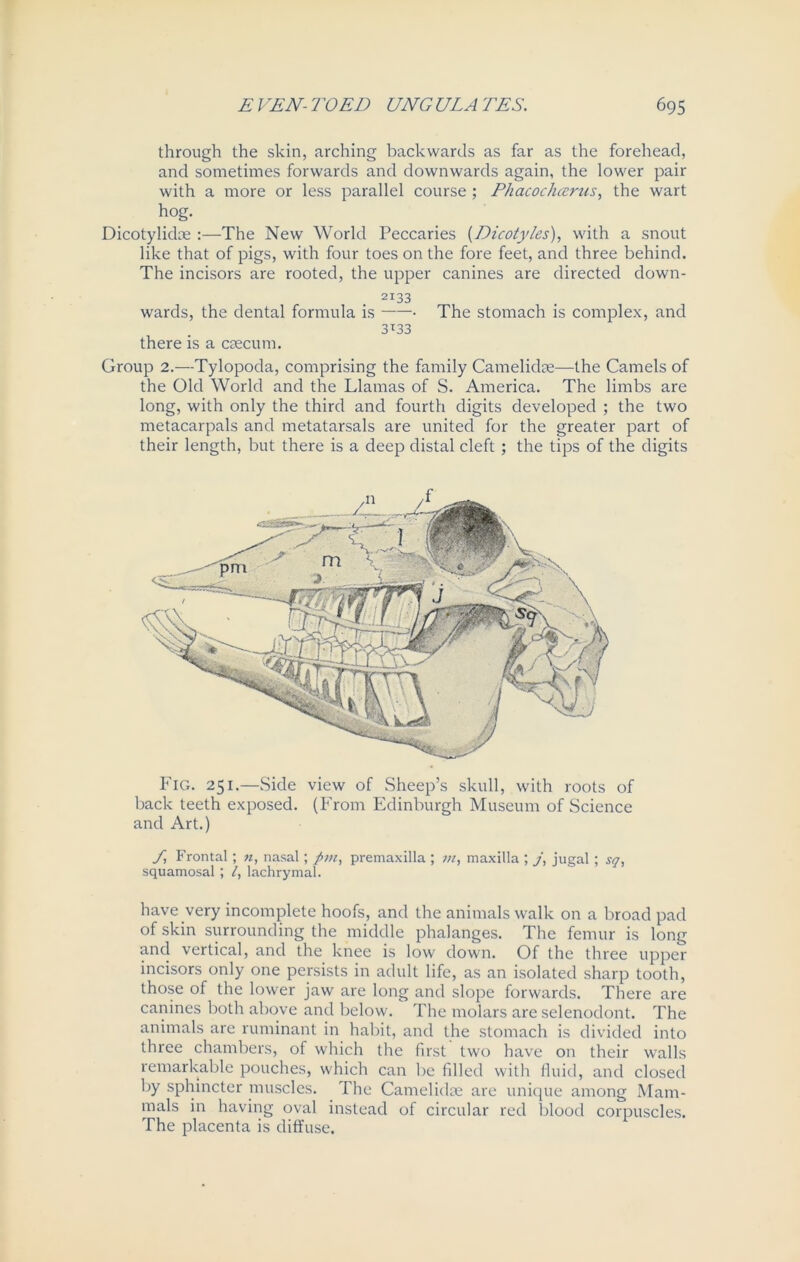 through the skin, arching backwards as far as the forehead, and sometimes forwards and downwards again, the lower pair with a more or less parallel course ; PhacocJuvrus, the wart hog. Dicotylidm :—The New World Peccaries (Dicotyles), with a snout like that of pigs, with four toes on the fore feet, and three behind. The incisors are rooted, the upper canines are directed down- 2133 wards, the dental formula is • The stomach is complex, and 3T33 there is a caecum. Group 2.—Tylopoda, comprising the family Camelidae—the Camels of the Old World and the Llamas of S. America. The limbs are long, with only the third and fourth digits developed ; the two metacarpals and metatarsals are united for the greater part of their length, but there is a deep distal cleft ; the tips of the digits Fig. 251.—Side view of Sheep’s skull, with roots of back teeth exposed. (From Edinburgh Museum of Science and Art.) A Frontal; n, nasal; /;«, premaxilla ; m, maxilla ; /, jugal ; sq, squamosal ; /, lachrymal. have very incomplete hoofs, and the animals walk on a broad pad of skin surrounding the middle phalanges. The femur is long and vertical, and the knee is low down. Of the three upper incisors only one persists in adult life, as an isolated sharp tooth, those of the lower jaw are long and slope forwards. There are canines both above and below. The molars are selenodont. The animals are ruminant in habit, and the stomach is divided into three chambers, of which the first two have on their walls remarkable pouches, which can be filled with fluid, and closed by sphincter muscles. The Camelidce are unique among Mam- mals in having oval instead of circular red blood corpuscles. The placenta is diffuse.