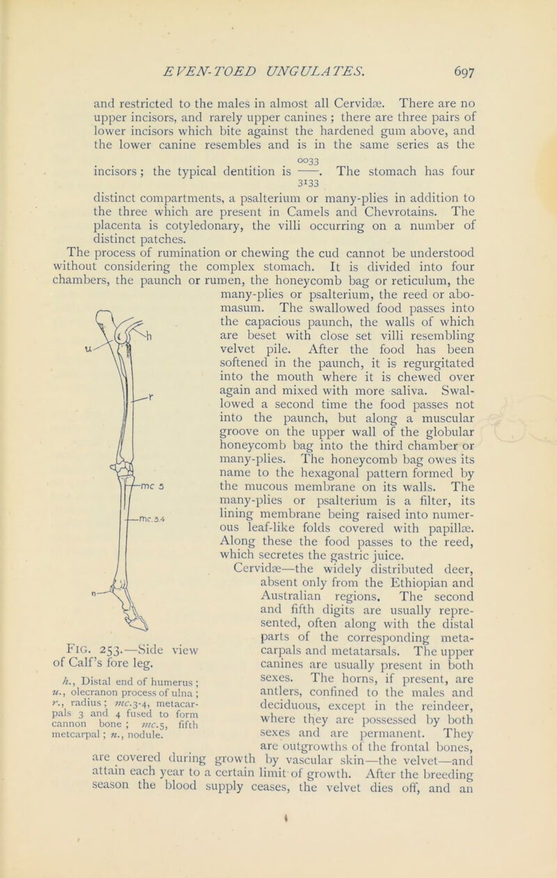 and restricted to the males in almost all Cervidae. There are no upper incisors, and rarely upper canines ; there are three pairs of lower incisors which bite against the hardened gum above, and the lower canine resembles and is in the same series as the 0033 incisors; the typical dentition is . The stomach has four 3133 distinct compartments, a psalterium or many-plies in addition to the three which are present in Camels and Chevrotains. The placenta is cotyledonary, the villi occurring on a number of distinct patches. The process of rumination or chewing the cud cannot be understood without considering the complex stomach. It is divided into four chambers, the paunch or rumen, the honeycomb bag or reticulum, the many-plies or psalterium, the reed or abo- masum. The swallowed food passes into the capacious paunch, the walls of which are beset with close set villi resembling velvet pile. After the food has been softened in the paunch, it is regurgitated into the mouth where it is chewed over again and mixed with more saliva. Swal- lowed a second time the food passes not into the paunch, but along a muscular groove on the upper wall of the globular honeycomb bag into the third chamber or many-plies. The honeycomb bag owes its name to the hexagonal pattern formed by the mucous membrane on its walls. The many-plies or psalterium is a filter, its lining membrane being raised into numer- ous leaf-like folds covered with papillae. Along these the food passes to the reed, which secretes the gastric juice. Corvidae—the widely distributed deer, absent only from the Ethiopian and Australian regions. The second and fifth digits are usually repre- sented, often along with the distal parts of the corresponding meta- carpals and metatarsals. The upper canines are usually present in both sexes. The horns, if present, are antlers, confined to the males and deciduous, except in the reindeer, where they are possessed by both sexes and are permanent. They are outgrowths of the frontal bones, „ growth by vascular skin—the velvet—and attain each year to a certain limit of growth. After the breeding season the blood supply ceases, the velvet dies off, and an Fig. 253.—Side view of Calf’s fore leg. h., Distal end of humerus ; u., olecranon process of ulna; r.y radius; me.3-4, metacar- pals 3 and 4 fused to form cannon bone ; me.5, fifth metcarpal; n., nodule. are covered during