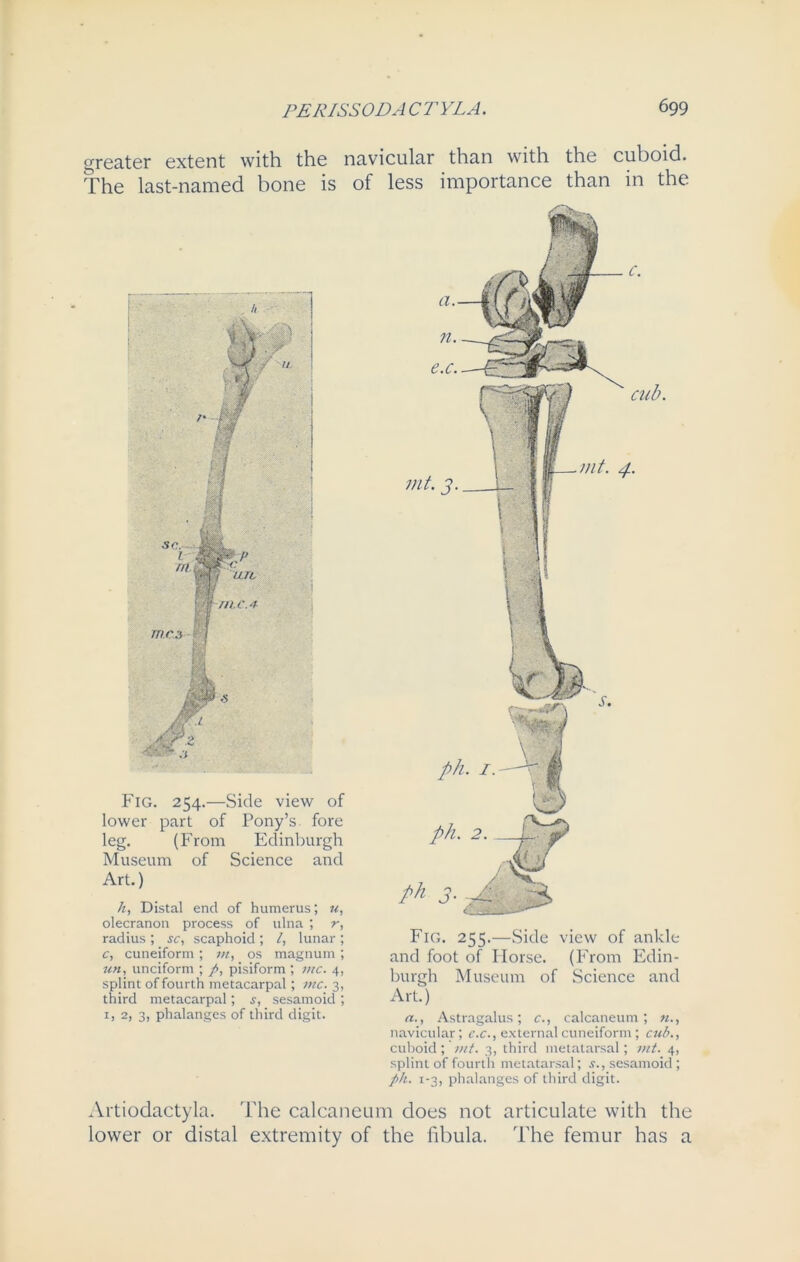 treater extent with the navicular than with the cuboid. The last-named bone is of less importance than in the Fig. 254.—Side view of lower part of Pony’s fore leg. (From Edinburgh Museum of Science and Art.) h, Distal end of humerus; u, olecranon process of ulna ; r, radius ; sc, scaphoid ; l, lunar ; c, cuneiform; m, os magnum ; un, unciform ; p, pisiform ; me. 4, splint of fourth metacarpal ; me. 3, third metacarpal; s, sesamoid ; 1, 2, 3, phalanges of third digit. Fig. 255.—Side view of ankle and foot of Horse. (From Edin- burgh Museum of Science and Art) a., Astragalus; c., calcaneum; n., navicular; e.c., external cuneiform; cub., cuboid; mt. 3, third metatarsal; mt. 4, splint of fourth metatarsal; 5., sesamoid ; ph. 1-3, phalanges of third digit. Artiodactyla. The calcaneum does not articulate with the lower or distal extremity of the fibula. The femur has a