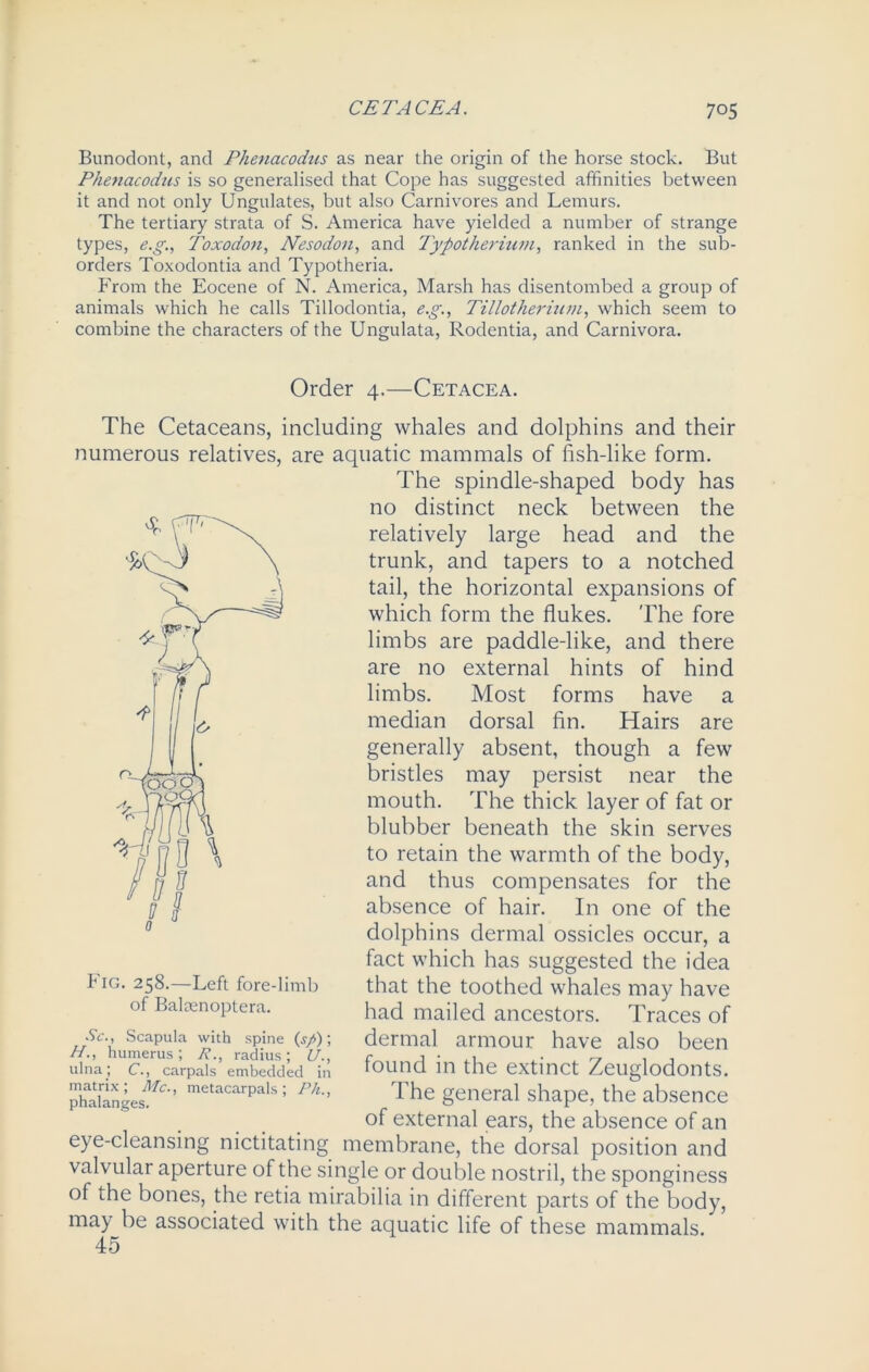 Bunodont, and Phenacodus as near the origin of the horse stock. But Phenacodus is so generalised that Cope has suggested affinities between it and not only Ungulates, but also Carnivores and Lemurs. The tertiary strata of S. America have yielded a number of strange types, e.g., Toxodon, Nesodon, and Typotherium, ranked in the sub- orders Toxodontia and Typotheria. From the Eocene of N. America, Marsh has disentombed a group of animals which he calls Tillodontia, e.g., Tillotherium, which seem to combine the characters of the Ungulata, Rodentia, and Carnivora. Order 4,—Cetacea. The Cetaceans, including whales and dolphins and their numerous relatives, are aquatic mammals of fish-like form. The spindle-shaped body has no distinct neck between the relatively large head and the trunk, and tapers to a notched tail, the horizontal expansions of which form the flukes. The fore limbs are paddle-like, and there are no external hints of hind limbs. Most forms have a median dorsal fin. Hairs are generally absent, though a few bristles may persist near the mouth. The thick layer of fat or blubber beneath the skin serves to retain the warmth of the body, and thus compensates for the absence of hair. In one of the dolphins dermal ossicles occur, a fact which has suggested the idea that the toothed whales may have had mailed ancestors. Traces of dermal armour have also been found in the extinct Zeuglodonts. The general shape, the absence of external ears, the absence of an eye-cleansing nictitating membrane, the dorsal position and valvular aperture of the single or double nostril, the sponginess of the bones, the retia mirabilia in different parts of the body, may be associated with the aquatic life of these mammals. 45 Fig. 258.—Left fore-limb of Baleenoptera. Sc., Scapula with spine (s/>); H., humerus; R., radius; if., ulna ; C., carpals embedded in matrix; Me., metacarpals; Ph., phalanges.