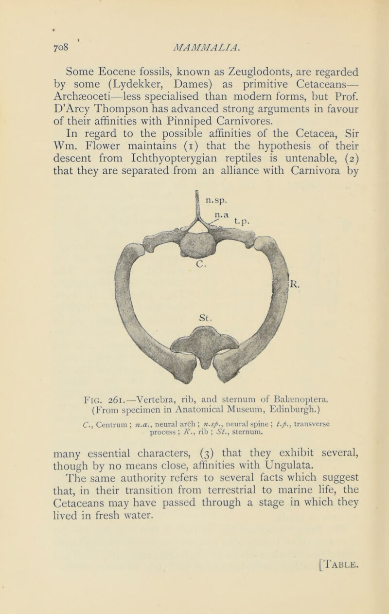 Some Eocene fossils, known as Zeuglodonts, are regarded by some (Lydekker, Dames) as primitive Cetaceans— Archteoceti—less specialised than modern forms, but Prof. D’Arcy Thompson has advanced strong arguments in favour of their affinities with Pinniped Carnivores. In regard to the possible affinities of the Cetacea, Sir Wm. Flower maintains (i) that the hypothesis of their descent from Ichthyopterygian reptiles is untenable, (2) that they are separated from an alliance with Carnivora by Fig. 261.—Vertebra, rib, and sternum of Balsenoptera. (From specimen in Anatomical Museum, Edinburgh.) C., Centrum ; n.a., neural arch ; n.s/>., neural spine ; t./., transverse process ; W., rib ; St., sternum. many essential characters, (3) that they exhibit several, though by no means close, affinities with Ungulata. The same authority refers to several facts which suggest that, in their transition from terrestrial to marine life, the Cetaceans may have passed through a stage in which they lived in fresh water.