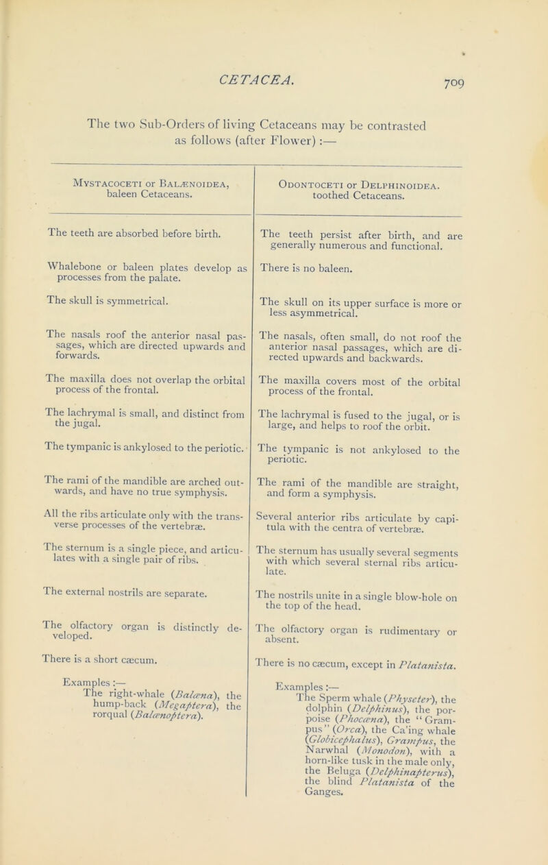 The two Sub-Orders of living Cetaceans may be contrasted as follows (after Flower) :— Mystacoceti or Bal.enoidea, baleen Cetaceans. Odontoceti or Delphinoidea. toothed Cetaceans. The teeth are absorbed before birth. The teeth persist after birth, and are generally numerous and functional. Whalebone or baleen plates develop as processes from the palate. There is no baleen. The skull is symmetrical. The skull on its upper surface is more or less asymmetrical. The nasals roof the anterior nasal pas- sages, which are directed upwards and forwards. The nasals, often small, do not roof the anterior nasal passages, which are di- rected upwards and backwards. The maxilla does not overlap the orbital process of the frontal. The maxilla covers most of the orbital process of the frontal. The lachrymal is small, and distinct from the jugal. The lachrymal is fused to the jugal, or is large, and helps to roof the orbit. The tympanic is ankylosed to the periotic. The tympanic is not ankylosed to the periotic. The rami of the mandible are arched out- wards, and have no true symphysis. The rami of the mandible are straight, and form a symphysis. All the ribs articulate only with the trans- verse processes of the vertebrae. Several anterior ribs articulate by capi- tula with the centra of vertebra. The sternum is a single piece, and articu- lates with a single pair of ribs. The sternum has usually several segments with which several sternal ribs articu- late. The external nostrils are separate. The nostrils unite in a single blow-hole on the top of the head. The olfactory organ is distinctly de- veloped. The olfactory organ is rudimentary or absent. There is a short caecum. There is no caecum, except in Platanista. Examples:— The right-whale {BaMna), the hump-back (Mcgaptera), the rorqual (Balcenoptcra). Examples:— The Sperm whale (Physcter), the dolphin (Delphinus), the por- poise {Phoccena), the “Gram- pus” (Orca), the Ca’ing whale (Globicephalus), Grampus, the Narwhal {Monodon), with a horn-like tusk in the male only, the Beluga (Delphinapterus), the blind Platanista of the Ganges.