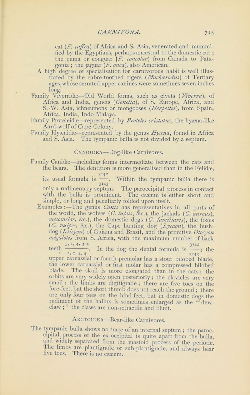 cat (F. caffra) of Africa and S. Asia, venerated and mummi- fied by the Egyptians, perhaps ancestral to the domestic cat ; the puma or couguar (F. concolar) from Canada to Pata- gonia ; the jaguar {F. onca), also American. A high degree of specialisation for carnivorous habit is well illus- trated by the sabre-toothed tigers (Machccrodus) of Tertiary ages, whose serrated upper canines were sometimes seven inches long. Family Viverridse—Old World forms, such as civets ( Viverra), of Africa and India, genets (Genetta), of S. Europe, Africa, and S.-W. Asia, ichneumons or mongooses (Herpestes), from Spain, Africa, India, Indo-Malaya. Family Proteleidae—represented by Proteles cristatus, the hyaena-like Aard-wolf of Cape Colony. Family Iiyaenidae—represented by the genus Hycena, found in Africa and S. Asia. The tympanic bulla is not divided by a septum. CYNOIDEA—Dog-like Carnivores. Family Canidae—including forms intermediate between the cats and the bears. The dentition is more generalised than in the Felidae, 3142 its usual formula is . Within the tympanic bulla there is 3143 only a rudimentary septum. The paroccipital process in contact with the bulla is prominent. The caecum is either short and simple, or long and peculiarly folded upon itself. Examples:—The genus Canis has representatives in all parts of the world, the wolves (C. lupus, &c.), the jackals (C. aureus), mesomelas, See.), the domestic dogs (C. familiar is), the foxes (C. vulpes, &c.), the Cape hunting dog (Lycaon), the bush- dog (Icticyon) of Guiana and Brazil, and the primitive Otocyon megalotis from S. Africa, with the maximum number of back 3> T> 4> 3_4 3142 teeth . In the dog the dental formula is ; the * 3> T> 4> 4. 3143 upper carnassial or fourth premolar has a stout bilobed blade, the lower carnassial or first molar has a compressed bilobed blade. The skull is more elongated than in the cats ; the orbits are very widely open posteriorly ; the clavicles are very small ; the limbs are digitigrade ; there are five toes on the fore-feet, but the short thumb does not reach the ground ; there are only four toes on the hind-feet, but in domestic dogs the rudiment of the hallux is sometimes enlarged as the “dew- claw ; ” the claws are non-retractile and blunt. Arctoidea—Bear-like Carnivores. The tympanic bulla shows no trace of an internal septum ; the paroc- cipital, process of the ex-occipital is quite apart from the bulla, and widely separated from the mastoid process of the periotic. The limbs are plantigrade or sub-plantigrade, and always bear five toes. There is no caecum.