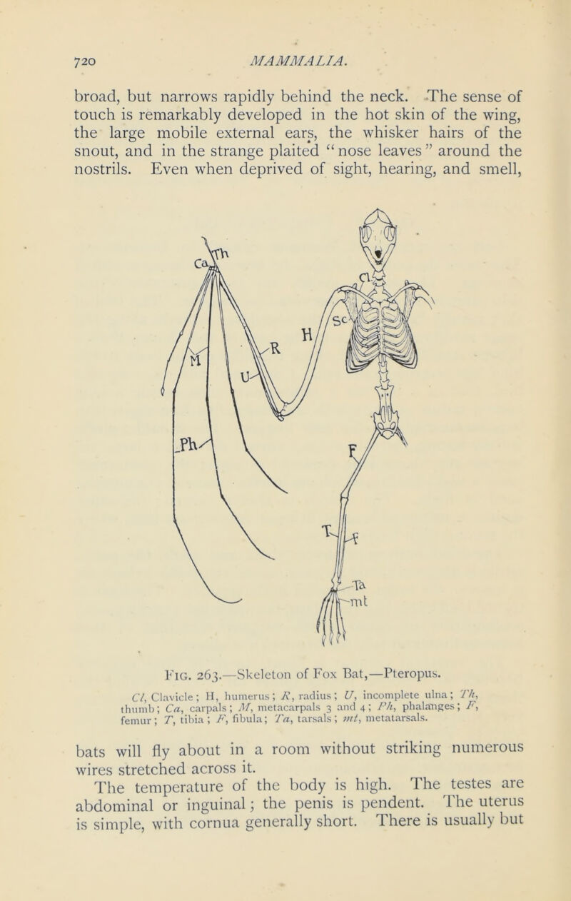 broad, but narrows rapidly behind the neck. The sense of touch is remarkably developed in the hot skin of the wing, the large mobile external ears, the whisker hairs of the snout, and in the strange plaited “nose leaves” around the nostrils. Even when deprived of sight, hearing, and smell, Fig. 263.—Skeleton of Fox Bat,—Pteropus. Cl, Clavicle; H, humerus; A’, radius; U, incomplete ulna; Th, thumb; Ca, carpals; M, metacarpals 3 and 4; Ph, phalanges; F, femur; T, tibia; F, fibula; Ta, tarsals; mt, metatarsals. bats will fly about in a room without striking numerous wires stretched across it. The temperature of the body is high. The testes are abdominal or inguinal; the penis is pendent. The uterus is simple, with cornua generally short. There is usually but