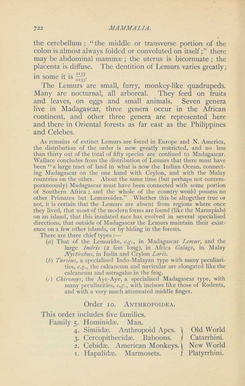 the cerebellum; “the middle or transverse portion of the colon is almost always folded or convoluted on itself;” there may be abdominal mammae; the uterus is bicornuate ; the placenta is diffuse. The dentition of Lemurs varies greatly; in some it is —. The Lemurs are small, furry, monkey-like quadrupeds. Many are nocturnal, all arboreal. They feed on fruits and leaves, on eggs and small animals. Seven genera live in Madagascar, three genera occur in the African continent, and other three genera are represented here and there in Oriental forests as far east as the Philippines and Celebes. As remains of extinct Lemurs are found in Europe and N. America, the distribution of the order is now greatly restricted, and no less than thirty out of the total of fifty species are confined to Madagascar. Wallace concludes from the distribution of Lemurs that there must have been “a large tract of land in what is now the Indian Ocean, connect- ing Madagascar on the one hand with Ceylon, and with the Malay countries on the other. About the same time (but perhaps not contem- poraneously) Madagascar must have been connected with some portion of Southern Africa ; and the whole of the country would possess no other Primates but Lemuroidea.” Whether this be altogether true or not, it is certain that the Lemurs are absent from regions where once they lived, that most of the modern forms are found (like the Marsupials) on an island, that this insulated race has evolved in several specialised directions, that outside of Madagascar the Lemurs maintain their exist- ence on a few other islands, or by hiding in the forests. There are three chief types :— (a) That of the Lemuridse, e.g., in Madagascar Lemur, and the large Indris (2 feet long), in Africa Galago, in Malay Nycticebus, in India and Ceylon Loris. (b) Tarsius, a specialised Indo-Malayan type with many peculiari- ties, e.g., the calcaneum and navicular are elongated like the calcaneum and astragalus in the frog. L) Chiromys, the Aye-Aye, a specialised Madagascar type, with many peculiarities, e.g., with incisors like those of Rodents, and with a very much attenuated middle finger. Order 10. Anthropoidea. This order includes five families. Family 5. Hominidae. Man. 4. Simiidae. Anthropoid Apes. ) Old World 3. Cercopithecidae. Baboons. J Catarrhini. 2. Cebidae. American Monkeys.) New World t. Hapalidae. Marmosets. ) Platyrrhini.