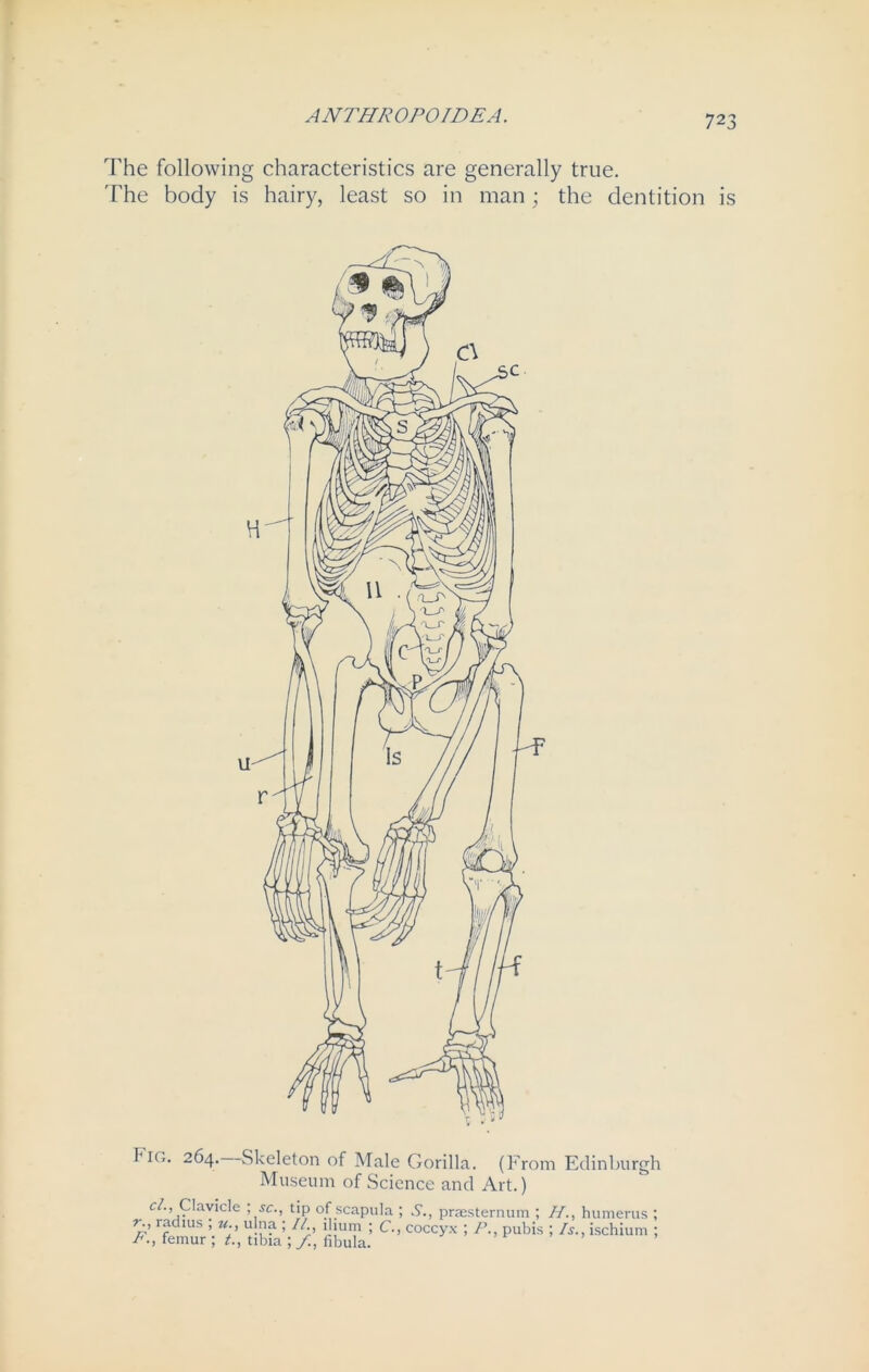 The following characteristics are generally true. The body is hairy, least so in man; the dentition is Fig. 264.—Skeleton of Male Gorilla. (From Edinburgh Museum of Science and Art.) c/., Clavicle ; sc., tip of scapula ; .S'., prsesternum ; //., humerus ; radius ; u., ulna ; II ilium ; C., coccyx ; /’., pubis ; Is., ischium ; F., femur ; t., tibia ; f., fibula.