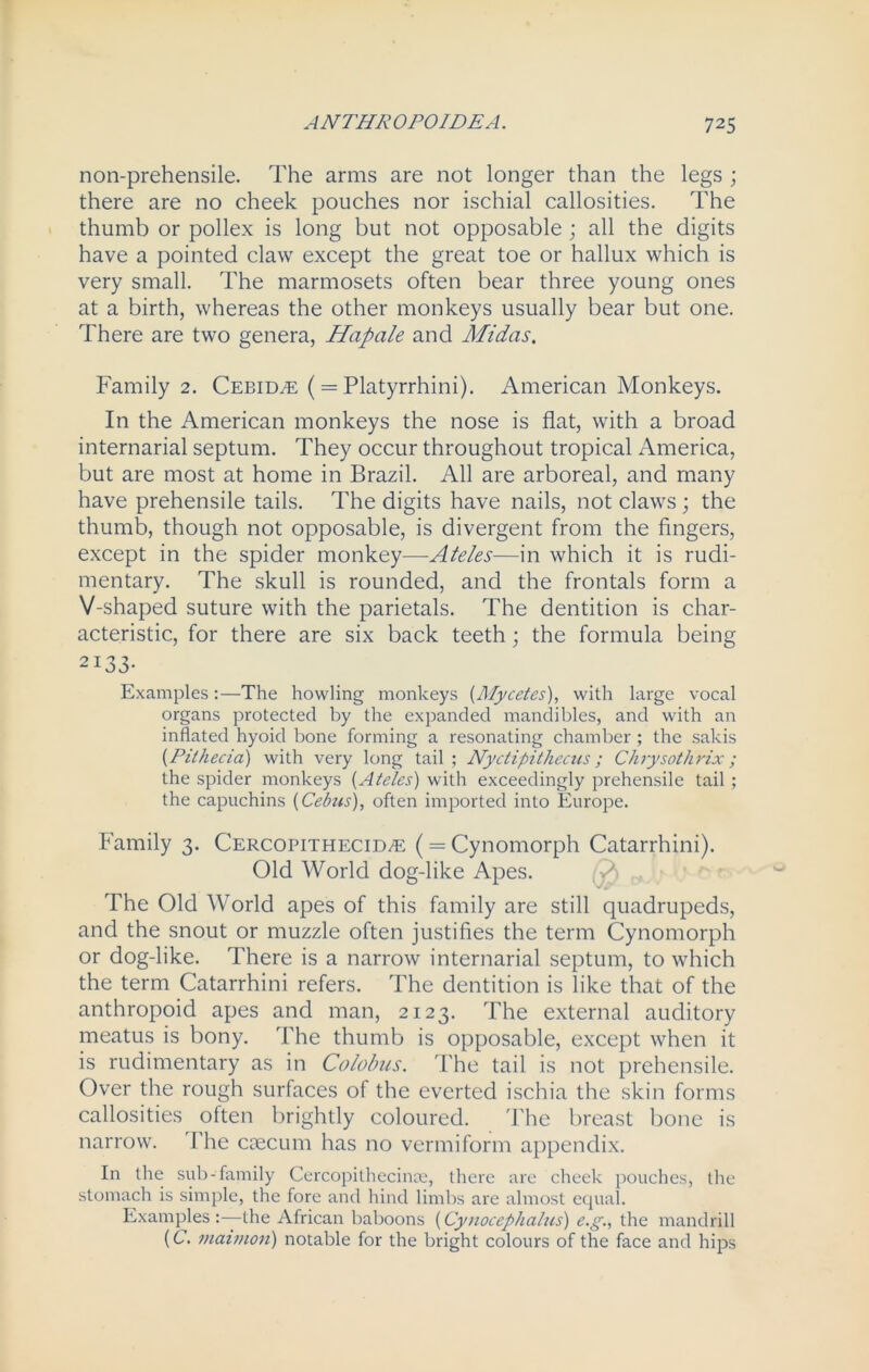 non-prehensile. The arms are not longer than the legs ; there are no cheek pouches nor ischial callosities. The thumb or pollex is long but not opposable ; all the digits have a pointed claw except the great toe or hallux which is very small. The marmosets often bear three young ones at a birth, whereas the other monkeys usually bear but one. There are two genera, Hapale and Midas. Family 2. Cebid/E (= Platyrrhini). American Monkeys. In the American monkeys the nose is flat, with a broad internarial septum. They occur throughout tropical America, but are most at home in Brazil. All are arboreal, and many have prehensile tails. The digits have nails, not claws; the thumb, though not opposable, is divergent from the fingers, except in the spider monkey—Ateles—in which it is rudi- mentary. The skull is rounded, and the frontals form a V-shaped suture with the parietals. The dentition is char- acteristic, for there are six back teeth; the formula being 2133- Examples :—The howling monkeys (Mycetes), with large vocal organs protected by the expanded mandibles, and with an inflated hyoid bone forming a resonating chamber ; the sakis {Pithecia) with very long tail; Nyctipithccus; Chrysothrix; the spider monkeys (Ateles) with exceedingly prehensile tail ; the capuchins (Cebus), often imported into Europe. Family 3. Cercopithecid^e ( = Cynomorph Catarrhini). Old World dog-like Apes. The Old World apes of this family are still quadrupeds, and the snout or muzzle often justifies the term Cynomorph or dog-like. There is a narrow internarial septum, to which the term Catarrhini refers. The dentition is like that of the anthropoid apes and man, 2123. The external auditory meatus is bony. The thumb is opposable, except when it is rudimentary as in Colobus. The tail is not prehensile. Over the rough surfaces of the everted ischia the skin forms callosities often brightly coloured. The breast bone is narrow. The caecum has no vermiform appendix. In the sub-family Cercopithecince, there are cheek pouches, the stomach is simple, the fore and hind limbs are almost equal. Examples:—the African baboons (Cynocephalus) e.g., the mandrill (C. maimon) notable for the bright colours of the face and hips