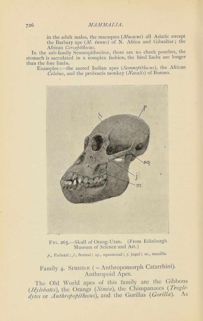 in the adult males, the macaques (Macacus) all Asiatic except the Barbary ape (M. inuus) of N. Africa and Gibraltar ; the African Cercopithecus. In the sub-family Semnopithecinse, there are no cheek pouches, the stomach is sacculated in a complex fashion, the hind limbs are longer than the fore limbs. Examples the sacred Indian apes (Semnopithecus), the African Colobus, and the proboscis monkey (Nasalis) of Borneo. Fig. 265.—Skull of Orang-Utan. (From Edinburgh Museum of Science and Art.) Parietal ;frontal; sq., squamosal ; j. jugal; maxilla. Family 4. Simiidte (= Anthropomorph Catarrhini). Anthropoid Apes. The Old World apes of this family are the Gibbons (HyMates), the Orangs (Simla), the Chimpanzees (Troglo- dytes or Anthropopithecus), and the Gorillas (Gorilla). As