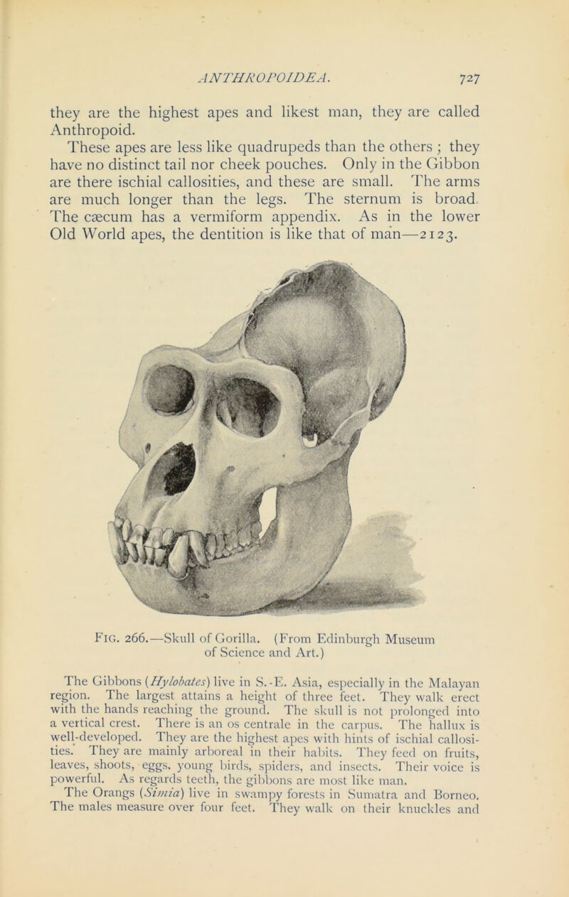 they are the highest apes and likest man, they are called Anthropoid. These apes are less like quadrupeds than the others ; they have no distinct tail nor cheek pouches. Only in the Gibbon are there ischial callosities, and these are small. The arms are much longer than the legs. The sternum is broad The caecum has a vermiform appendix. As in the lower Old World apes, the dentition is like that of man—2123. Fig. 266.—Skull of Gorilla. (From Edinburgh Museum of Science and Art.) The Gibbons (Hylobates) live in S.-E. Asia, especially in the Malayan region. The largest attains a height of three feet. They walk erect with the hands reaching the ground. The skull is not prolonged into a vertical crest. There is an os centrale in the carpus. The hallux is well-developed. They are the highest apes with hints of ischial callosi- ties.’ They are mainly arboreal in their habits. They feed on fruits, leaves, shoots, eggs, young birds, spiders, and insects. Their voice is powerful. As regards teeth, the gibbons are most like man. The Orangs (Simia) live in swampy forests in Sumatra and Borneo. The males measure over four feet. They walk on their knuckles and