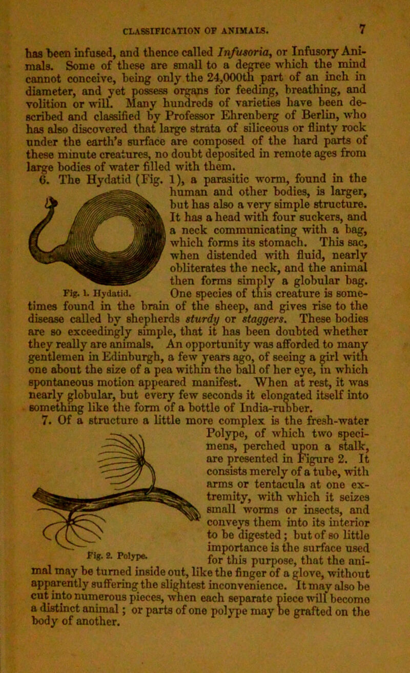 has been infused, and thence called Infusoria, or Infusory Ani- mals. Some of these are small to a degree which the mind cannot conceive, being only the 24,000th part of an inch in diameter, and yet possess organs for feeding, breathing, and volition or will. Many hundreds of varieties have been de- scribed and classified by Professor Ehrenberg of Berlin, who has also discovered that large strata of siliceous or flinty rock under the earth’s surface are composed of the hard parts of these minute creatures, no doubt deposited in remote ages from large bodies of water filled with them. 6. The Hydatid (Fig. 1), a parasitic worm, found in the human and other bodies, is larger, but has also a very simple structure. It has a head with four suckers, and a neck communicating with a bag, which forms its stomach. This sac, when distended with fluid, nearly obliterates the neck, and the animal then forms simply a globular bag. Fig. l. Hydatid. One species of tnis creature is some- times found in the brain of the sheep, and gives rise to the disease called by shepherds sturdy or staggers. These bodies are so exceedingly simple, that it has been doubted whether they really are animals. An opportunity was afforded to many gentlemen in Edinburgh, a few years ago, of seeing a girl with one about the size of a pea within the ball of her eye, m which spontaneous motion appeared manifest. When at rest, it was nearly globular, but every few seconds it elongated itself into something like the form of a bottle of India-rubber. 7. Of a structure a little more complex is the fresh-water Polype, of which two speci- mens, perched upon a stalk, are presented in Figure 2. It consists merely of a tube, with arms or tentacula at one ex- tremity, with which it seizes small worms or insects, and conveys them into its interior to be digested; but of so little importance is the surface used g. 2. Polype. for this purpose, that the ani- mal may be turned inside out, like the finger of a glove, without apparently suffering the slightest inconvenience. It may also be cut into numerous pieces, when each separate piece will become a distinct animal; or parts of one polype may he grafted on the body of another.