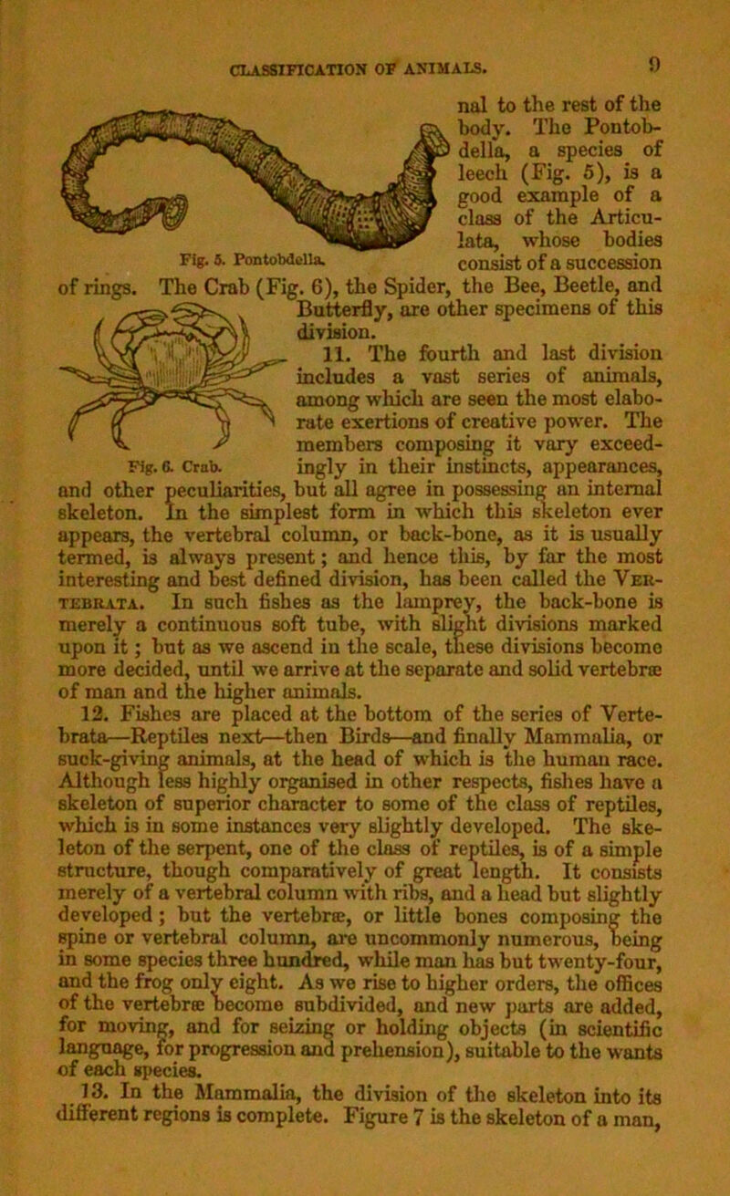 nal to the rest of the body. The Pontob- della, a species of leech (Fig. 5), is a good example of a class of the Articu- lata, whose bodies Fig. s. Pontobdciia. consist of a succession of rings. The Crab (Fig. 6), the Spider, the Bee, Beetle, and Butterfly, are other specimens of this division. 11. The fourth and last division includes a vast series of animals, among which are seen the most elabo- rate exertions of creative power. The members composing it vary exceed- Fig. a Crab. ingly in their instincts, appearances, and other peculiarities, but all agree in possessing an internal skeleton. In the simplest form in which this skeleton ever appears, the vertebral column, or back-bone, as it is usually termed, is always present; and hence this, by far the most interesting and best defined division, has been called the Ver- tebrata. In such fishes as the lamprey, the back-bone is merely a continuous soft tube, with slight divisions marked upon it; but as we ascend in the scale, these divisions become more decided, until we arrive at the separate and solid vertebra: of man and the higher animals. 12. Fishes are placed at the bottom of the series of Verte- brata—Reptiles next—then Birds—and finally Mammalia, or suck-giving animals, at the head of which is the human race. Although less highly organised in other respects, fishes have a skeleton of superior character to some of the class of reptiles, which is in some instances very slightly developed. The ske- leton of the serpent, one of the class of reptiles, is of a simple structure, though comparatively of great length. It consists merely of a vertebral column with ribs, and a head but slightly developed; but the vertebra:, or little bones composing the spine or vertebral column, are uncommonly numerous, being in some species three hundred, while man has but twenty-four, and the frog only eight. As we rise to higher orders, the offices of the vertebra: become subdivided, and new parts are added, for moving, and for seizing or holding objects (in scientific language, for progression and prehension), suitable to the wants of each species. 13. In the Mammalia, the division of the skeleton into its different regions is complete. Figure 7 is the skeleton of a man,