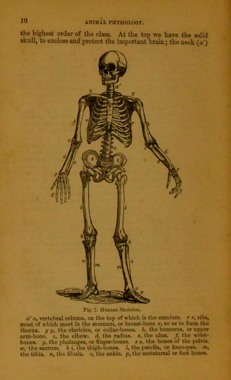 the highest order of the class. At the top we have the solid skull, to enclose and protect the important urain; the neck (o') Fig. 7- Human Skeleton. a' a, vertebral column, on the top of which is the cranium, r r, ribs, most of which meet in the sternum, or breast-bone x, so as to form the thorax, y y, the clavicles, or collar-bones, 4, the humerus, or upper arm-bone, c, the elbow, d, the radius, e, the ulna, f the wrist- bones. <f, the phalanges, or finger-bones, s », the bones of the pelvis. w, the sacrum, h t, the thigh-bones. /, the patella, or knee-pan. in, the tibia, n, the fibula, o, the ankle, p, the metatarsal or foot bones.