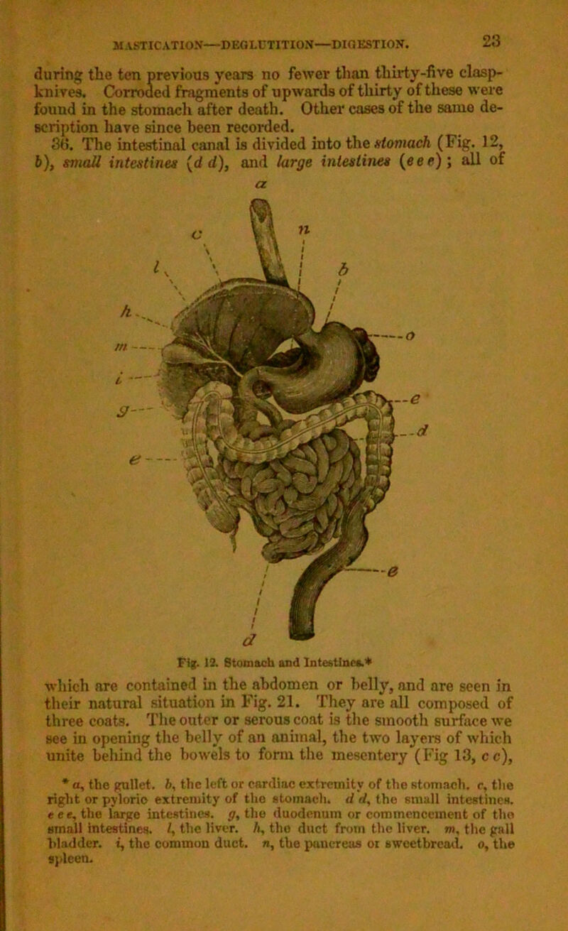 during the ten previous years no fewer than thirty-five clasp- knives. Corroded fragments of upwards of thirty of these were found in the stomach after death. Other cases of the same de- scription have since been recorded. 3d. The intestinal canal is divided into the stomach (Fig. 12, 6), small intestines (d d), and large intestines (eee) \ all of a Fig. 12. 8tomach and Intestines.* which are contained in the abdomen or belly, and are seen in their natural situation in Fig. 21. They are all composed of three coats. The outer or serous coat is the smooth surface we see in opening the belly of an animal, the two layers of which unite behind the bowels to form the mesentery (Fig 13, cc), * a, the gullet, b, the left or cardiac extremity of the stomach, c, the right or pylorio extremity of the stomach, d d, tho small intestines. eee, tho large intestines, g, the duodenum or commencement of tho small intestines. I, the liver. A, tho duct from the liver, m, the gall bladder, i, tho common duct, n, the pancreas or sweetbread, o, the spleen.