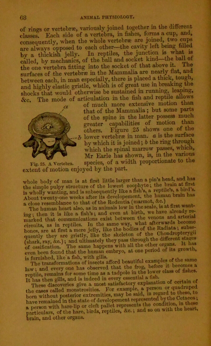 of rings or vertebrae, variously joined together in the different classes. Each side of a vertebra, in fishes, forms a cup, and, consequently, when the whole vertebra are joined, two cups are always opposed to each other—the cavity left being filled bv a thickish jelly. In reptiles, the junction a what is called, by mechanics, of the ball and socket kind—the ball of the one vertebra fitting into the socket of that above it. I he surfaces of the vertebra; in the Mammalia are nearly flat, and between each, in man especially, there is placed a thick, tough, and highly elastic gristle, which is of great use in breaking the shocks that would otherwise be sustained in running, leaping, &c The mode of articulation in the fish and reptile allows of much more extensive motion than that of the Mammalia; but some parts of the spine in the latter possess much greater capabilities of motion than others. Figure 25 shows one of the lower vertebree in man. a is the surface by which it is joined; b the ring through which the spinal marrow passes, which, Mr Earle has shown, is, in the various Fig. 25. a Vertebra. species, of a width proportionate to the extent of motion enjoyed by the part. whole body of man is at first little larger than a pin's head, and has the simple pulpv structure of the lowest zoophyte; the bram atnrst is wholly wanting, and is subsequently like a fish’s, a reptile. s, a.birdIs. About twenty-one weeks after its developement, the human brain has a close resemblance to that of the Rodentia (marmot, &c.) Tho human heart also, as in animals low in the scale, is at first want- ing; then it is like a fish’s; and even at birth, we havealready:re- marked that communications exist between the venous and “r^rl circuits, as in reptiles. In the same way, what afterwards become bones, are at first a mere jelly, like the bodies of the ^diaU.su^s quently they are gristly, like the skeleton of the Chon^OPte^i (shark, ray, &c.); and ultimately they pass through the different stages of ossification. The same happens with all the other organs 11 1 even been found that the human embryo, at one period of its growth, is furnished, like'a fish, with gills. The transformations of insects afford beautiful examples o - law; and every one has observed that the frog, before it becomes a reptile, remains for some time as a tadpole in the lower class It has then gills, and is indeed in every essential a hsh. . . These discoveries give a most satisfactory explanatim of ccrUinof the cases called monstrosities. For example, a person or T^dmped bom without posterior extremities, may be said, toCetacea • have remained in the state of developement represented by the Cetacea, a person with hare lip or cleft pallet represents the condition, m these particulars, of the hare, birds, reptiles, &c; and so on with the heart, brain, and other orgaus.