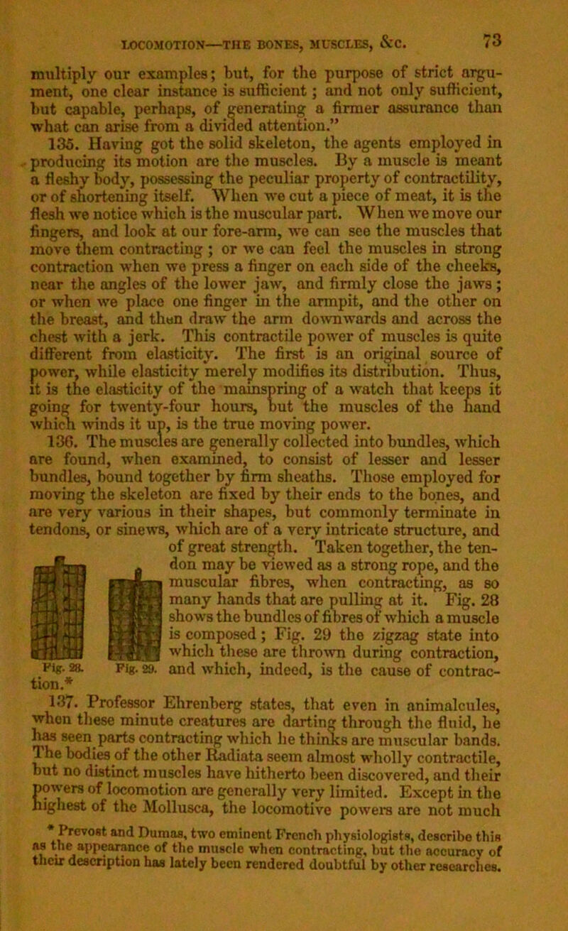 multiply our examples; but, for the purpose of strict argu- ment, one clear instance is sufficient; and not only sufficient, but capable, perhaps, of generating a firmer assurance than what can arise from a divided attention.” 135. Having got the solid skeleton, the agents employed in . producing its motion are the muscles. By a muscle is meant a fleshy body, possessing the peculiar property of contractility, or of shortening itself. When we cut a piece of meat, it is the flesh we notice which is the muscular part. When we move our fingers, and look at our fore-arm, we can see the muscles that move them contracting ; or we can feel the muscles in strong contraction when we press a finger on each side of the cheeks, near the angles of the lower jaw, and firmly close the jaws ; or when we place one finger in the armpit, and the other on the breast, and then draw the arm downwards and across the chest with a jerk. This contractile power of muscles is quite different from elasticity. The first is an original source of power, while elasticity merely modifies its distribution. Thus, it is the elasticity of the mainspring of a watch that keeps it going for twenty-four hours, but the muscles of the hand which winds it up, is the true moving power. 136. The muscles are generally collected into bundles, which are found, when examined, to consist of lesser and lesser bundles, bound together by firm sheaths. Those employed for moving the skeleton are fixed by their ends to the bones, and are very various in their shapes, but commonly terminate in tendons, or sinews, which are of a very intricate structure, and of great strength. Taken together, the ten- don may be viewed as a strong rope, and the muscular fibres, when contracting, as so many hands that are pulling at it. Fig. 28 shows the bundles of fibres of which a muscle is composed; Fig. 29 the zigzag state into which these are thrown during contraction. Pig. 28. Fig. 29. and which, indeed, is the cause of contrac- tion.* 137. Professor Ehrenberg states, that even in animalcules, wlion these minute creatures are darting through the fluid, he has seen parts contracting which he thinks are muscular bands. The bodies of the other Radiata seem almost wholly contractile, but no distinct muscles have hitherto been discovered, and their Sowers of locomotion are generally very limited. Except in the lghest of the Mollusca, the locomotive powers are not much * Prcvost and Dumas, two eminent French physiologists, describe this as the appearance of the muscle when contracting, hut the accuracy of their description has lately been rendered doubtful by other researches.