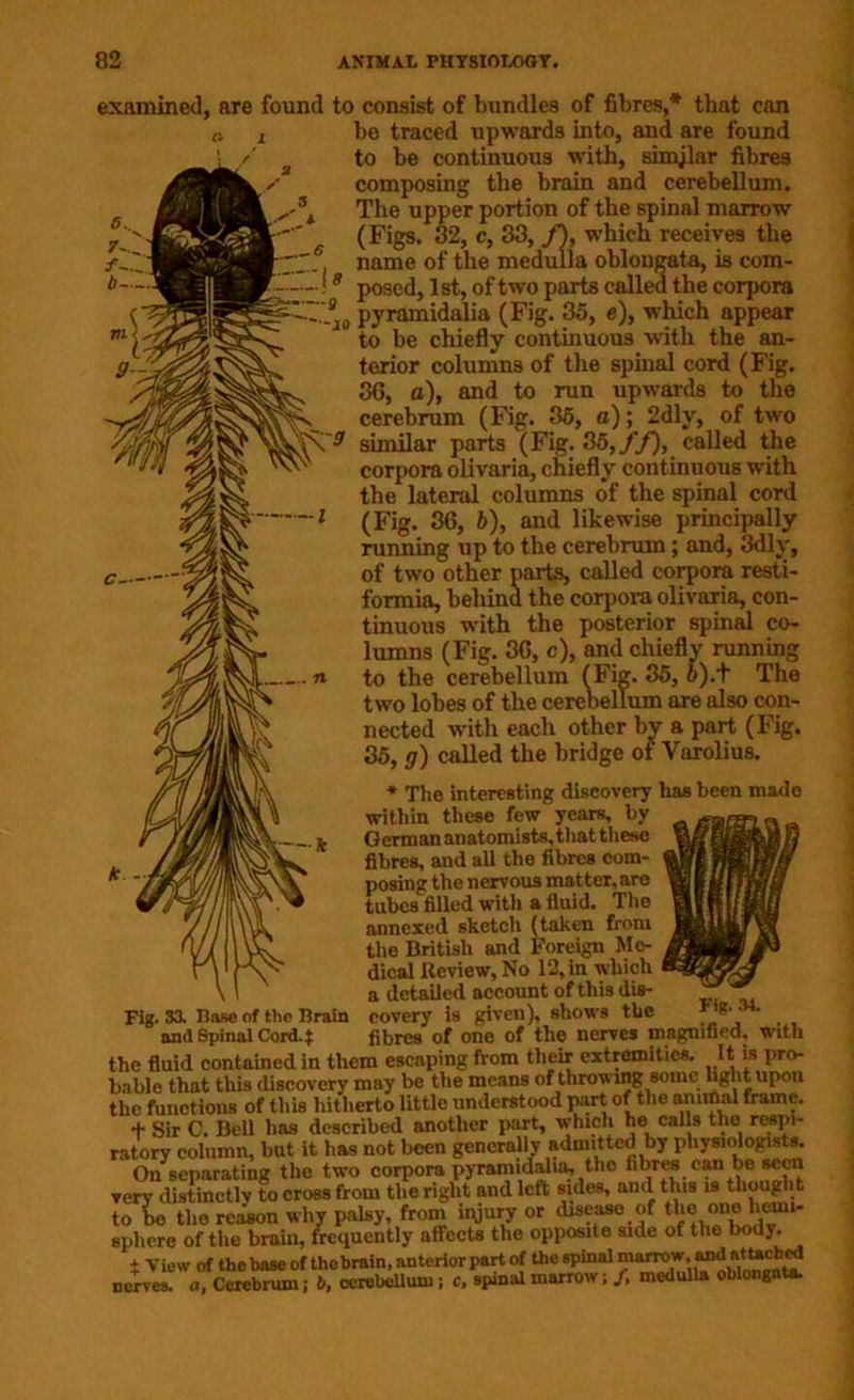 examined, are found to consist of bundles of fibres,* that can a i be traced upwards into, and are found to be continuous with, similar fibres composing the brain and cerebellum. blongata, posed, 1st, of two parts called the corpora 9}o pyramidalia (Fig. 35, e), which appear to be chiefly continuous with the an- terior columns of the spinal cord (Fig. 86, a), and to run upwards to the cerebrum (Fig. 35, a); 2dly, of two similar parts (Fig. 35,//), called the corpora olivaria, chiefly continuous with the lateral columns of the spinal cord (Fig. 36, b), and likewise principally running up to the cerebrum; and, 3dly, of two other parts, called corpora resti- formia, behind the corpora olivaria, con- tinuous with the posterior spinal co- lumns (Fig. 36, c), and chiefly running to the cerebellum (Fig. 35, 6).t The two lobes of the cerebellum are also con- nected with each other by a part (Fig. 35, g) called the bridge of Varolius. * The interesting discovery has been made within these few years, by German anatomists, that these fibres, and all the fibres com- posing the nervous matter, are tubes filled with a fluid. The annexed sketch (taken from the British and Foreign Me- dical Review, No 12, in which a detailed account of this dis- covery is given), shows the r T fibres of one of the nerves magnified, with the fluid contained in them escaping from their extremities. It is pro- bable that this discovery may be the means of throwing some light upon the functions of this hitherto little understood part of the animal frame. + Sir C. Bell has described another part, w-hich he calls the respi- ratory column, but it has not been generally admitted by physiologists. On separating the two corpora pyramidalia, the fibres can be seen very distinctly to cross from the right and left sides, and this is though t to L the reason why palsy, from injury or disease of the one hcun- sphere of the brain, frequently affects the opposite side of the body. t View of the base of thobrain, anterior part of the spinal marrow, and nerves, a, Cerebrum; b, oerebellum; c. spinal marrow; /, medulla oblongata. Fig. 33. Base of the Brain and Spinal Cord4