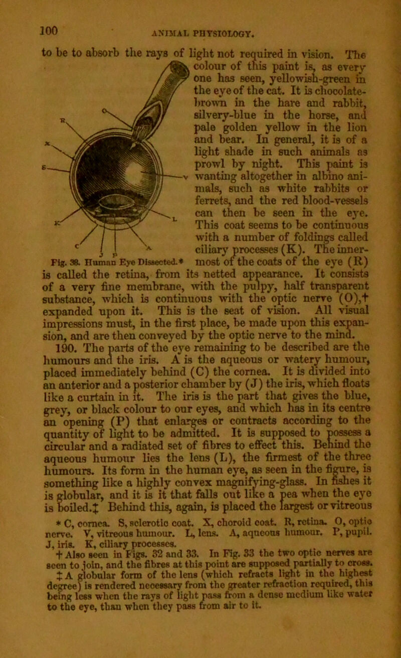 ]00 to lie to absorb the rays of light not required in vision. The colour of this paint is, as every one has seen, yellowish-green in the eye of the cat. It is chocolate- brown in the hare and rabbit, silvery-blue in the horse, and pale golden yellow in the lion and bear. In general, it is of a light shade in such animals as prowl by night. This paint is wanting altogether in albino ani- mals, such as white rabbits or ferrets, and the red blood-vessels can then be seen in the eye. This coat seems to be continuous with a number of foldings called ciliary processes (K). Tne inner- Fig. 38. Human Eye Dissected.* most Of the coats of the eye (R) is called the retina, from its netted appearance. It consists of a very fine membrane, with the pulpy, half transparent substance, which is continuous with the optic nerve (0),+ expanded upon it. This is the seat of vision. All visual impressions must, in the first place, be made upon this expan- sion, and are then conveyed by the optic nerve to the mind. 190. The parts of the eye remaining to be described are the humours and the iris. A is the aqueous or watery humour, placed immediately behind (C) the cornea. It is divided into an anterior and a posterior chamber by (J) the iris, which floats like a curtain in it. The iris is the part that gives the blue, grey, or black colour to our eyes, and which has in its centre an opening (P) that enlarges or contracts according to the quantity of light to be admitted. It is supposed to possess a circular and a radiated set of fibres to effect this. Behind tho aqueous humour lies the lens (L), the firmest of the three humours. Its form in the human eye, as seen in the figure, is something like a highly convex magnifying-glass. In fishes it is globular, and it is it that falls out like a pea when the eye is boiled. J Behind this, again, is placed the largest or vitreous * C, cornea. S, sclerotic coat. X, choroid coat, R, retina. O, optio nerve. V, vitreous humour. L, lens. A, aqueous humour. P, pupil. J, iris. K, ciliary processes. t Also seen in B igs. 32 and 33. In Fig. 33 the two optic nerves are seen to join, and the fibres at this point are supposed partially to cross. J A globular form of the lens (which refracts light in the highest degree) is rendered necessary from the greater refraction required, this being le6s when the rays of light pass from a dense medium like water to the eye, than when they pass from air to it.