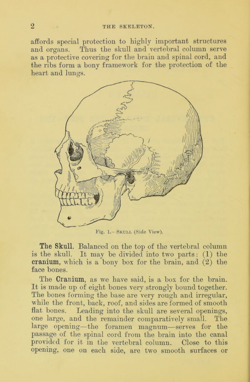 affords special protection to ffigldy important structures and organs. Tims the skull and vertebral column serve as a protective covering for the brain and spinal cord, and the ribs form a bony framework for the protection of the heart and lungs. The Skull. Balanced on the top of the vertebral column is the skull. It may be divided into two parts: (1) the cranium, which is a bony box for the brain, and (2) the face bones. The Cranium, as we have said, is a box for the brain. It is made up of eight bones very strongly bound together. The bones forming the base are very rough and irregular, while the front, back, roof, and sides are formed of smooth flat bones. Leading into the skull are several openings, one large, and the remainder comparatively small. The large opening—the foramen magnum—serves for the passage of the spinal cord from the brain into the canal provided for it in the vertebral column. Close to this opening, one on each side, are two smooth surfaces or