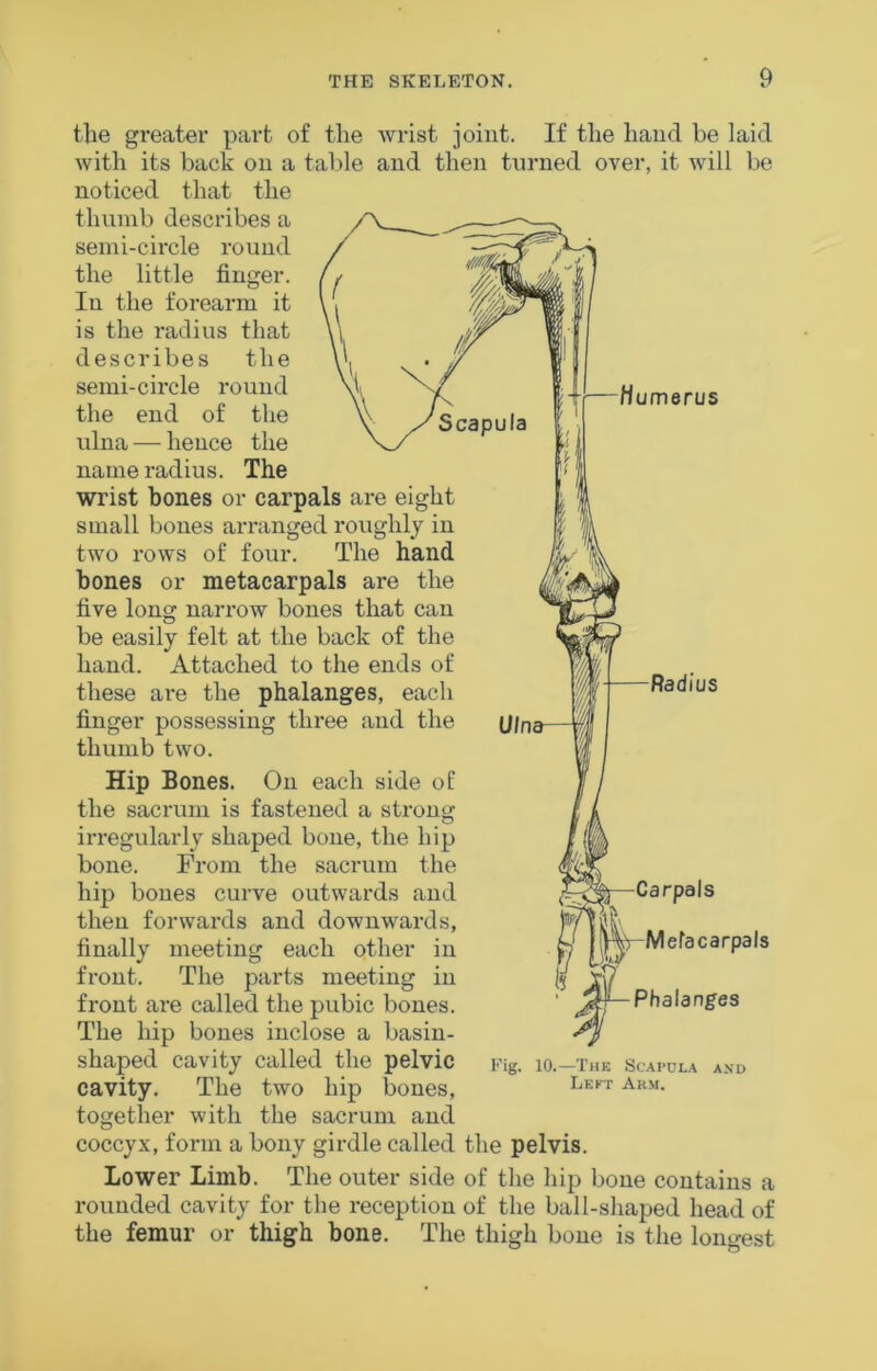 the greater part of the wrist joint. If the hand be laid with its back on a talile and then turned over, it will be noticed that the thumb describes a semi-circle round The hip bones inclose a basin- shaped cavity called the pelvic Fig. IO.-The Scapula and cavity. The two hip bones, together with the sacrum and coccyx, form a bony girdle called the pelvis. Lower Limb. The outer side of the hip bone contains a rounded cavity for the reception of the ball-shaped head of the femur or thigh bone. The thigh bone is the longest the little finger. In the forearm it is the radius that describes the semi-circle round the end of the ulna — hence the name radius. The wrist bones or carpals are eight small bones arranged roughly in two rows of four. The hand bones or metacarpals are the five long narrow bones that can be easily felt at the back of the hand. Attached to the ends of these are the phalanges, each finger possessing three and the thumb two. Hip Bones. On each side of the sacrum is fastened a strong irregularly shaped bone, the hip bone. From the sacrum the hip bones curve outwards and then forwards and downwards, finally meeting each other in front. The parts meeting in front are called the pubic bones.